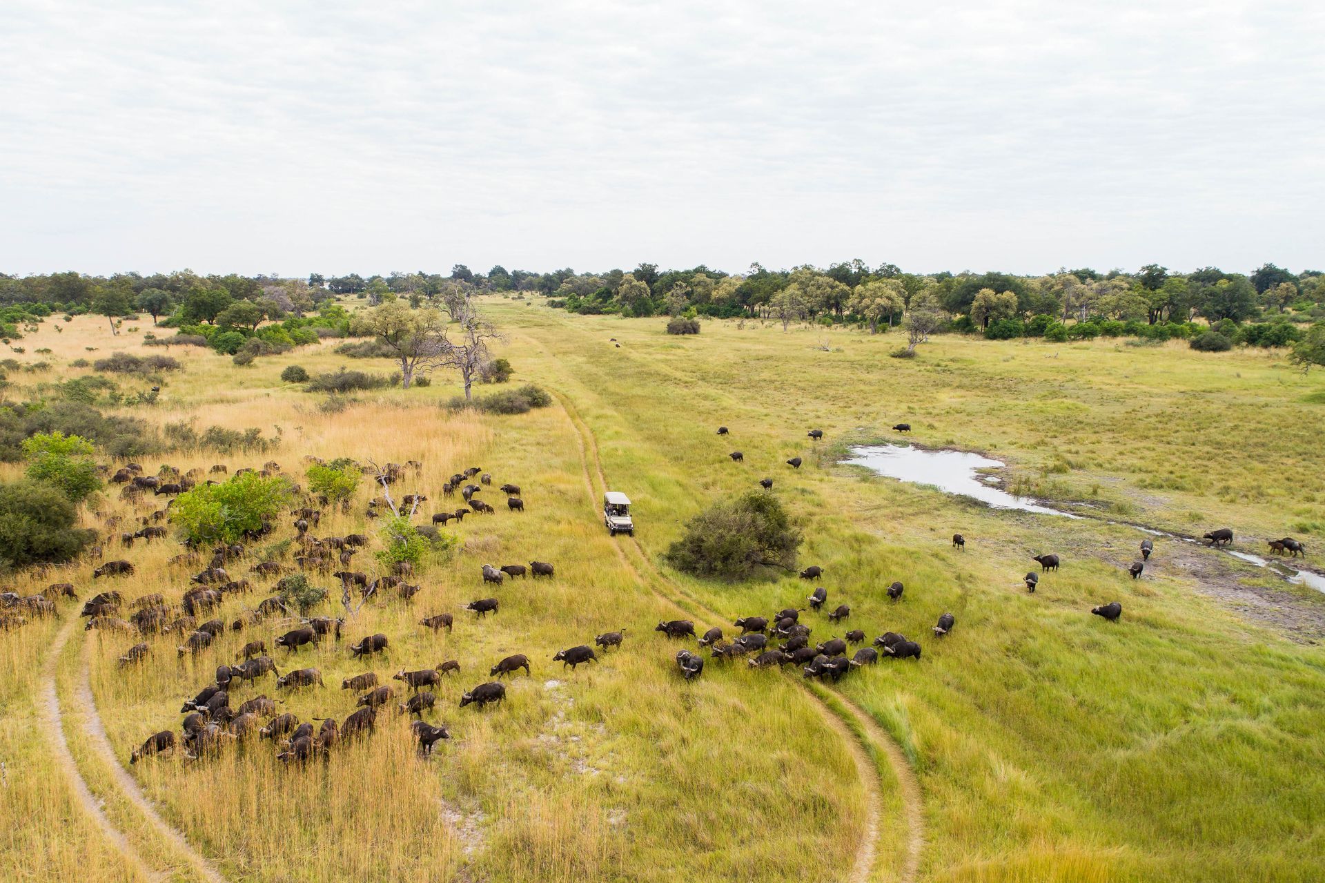 Herd of dark-colored wildebeest grazing in grassy African savanna near a vehicle and small pond.