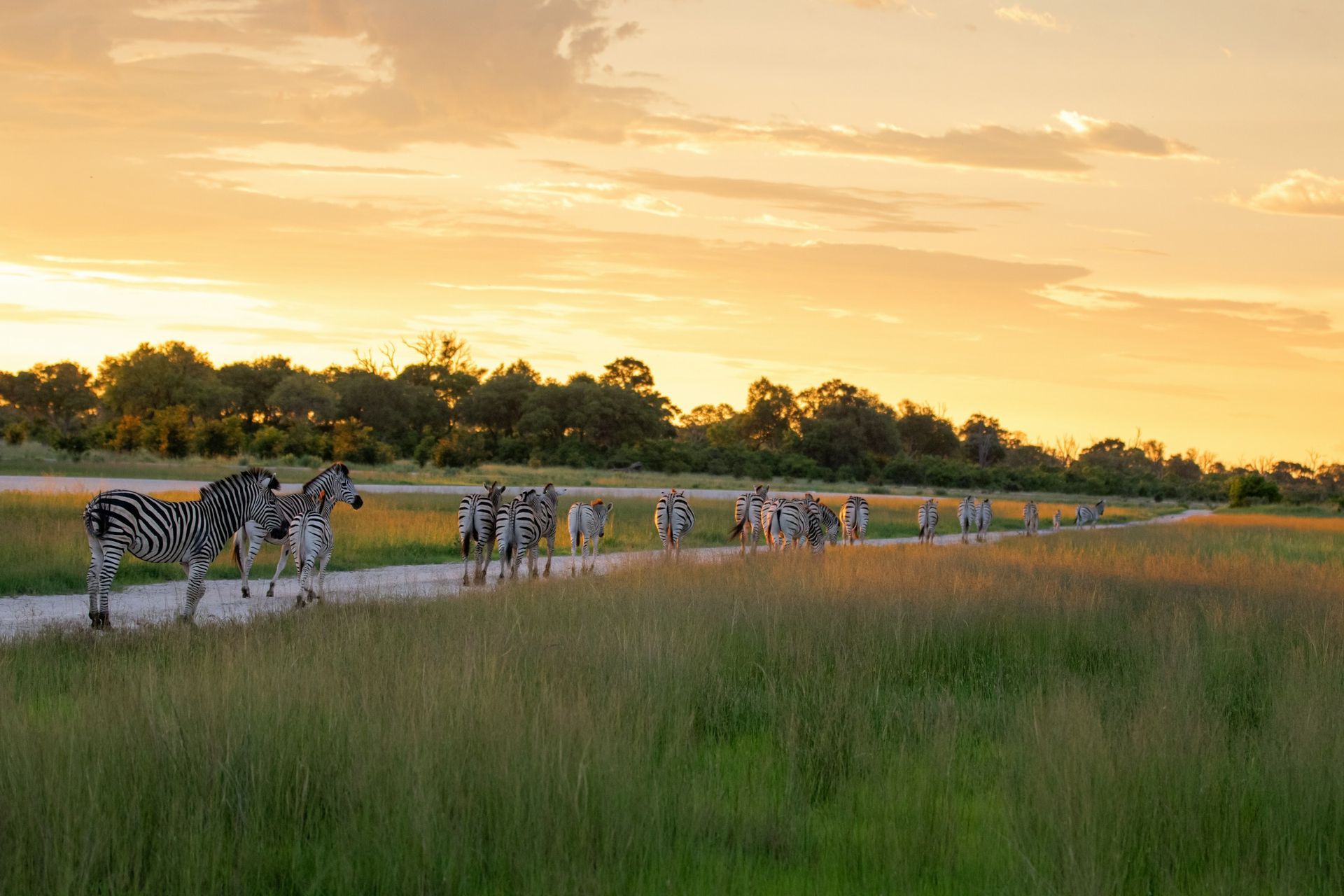 Zebras walk along a path at sunset, silhouetted against the golden sky and grassy plains.