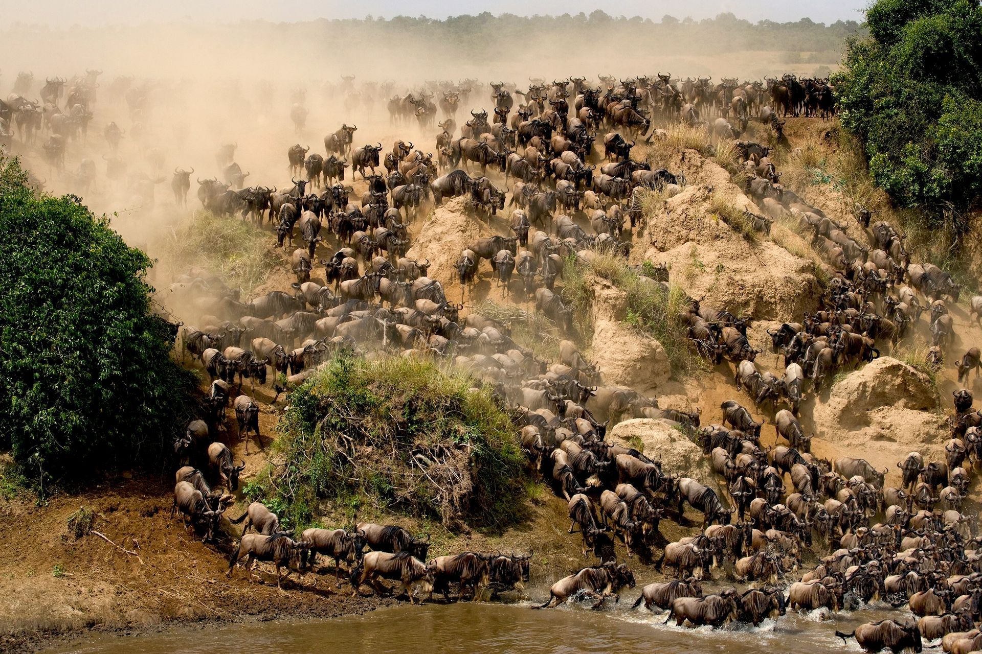 Wildebeest herd crossing a steep riverbank, kicking up dust. Brown, gray, and green in a natural setting.