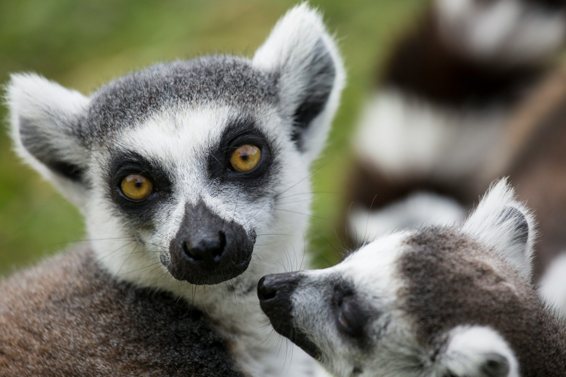 Ring-tailed lemurs, close-up with striking eyes. One looks directly at the camera, while another snuggles.