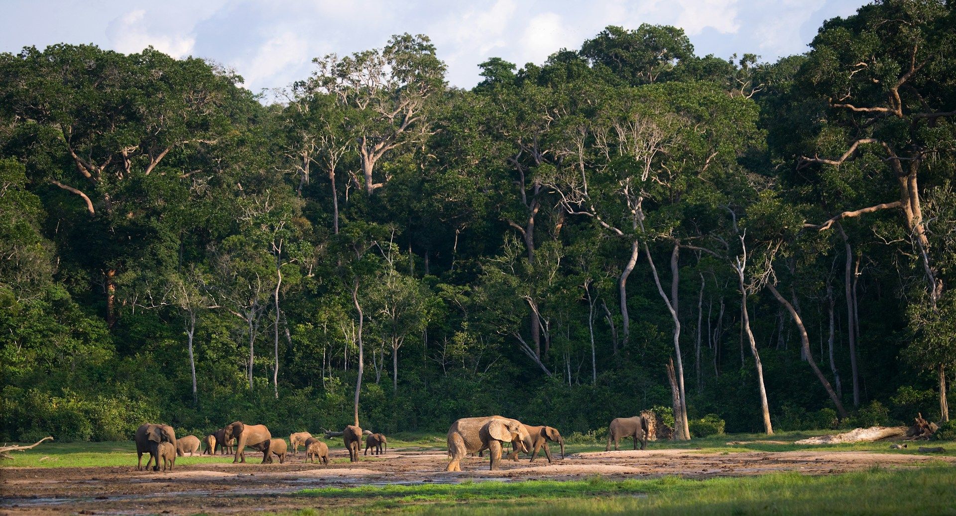 Elephants gathered at a watering hole in front of a lush forest, with trees and a blue sky.