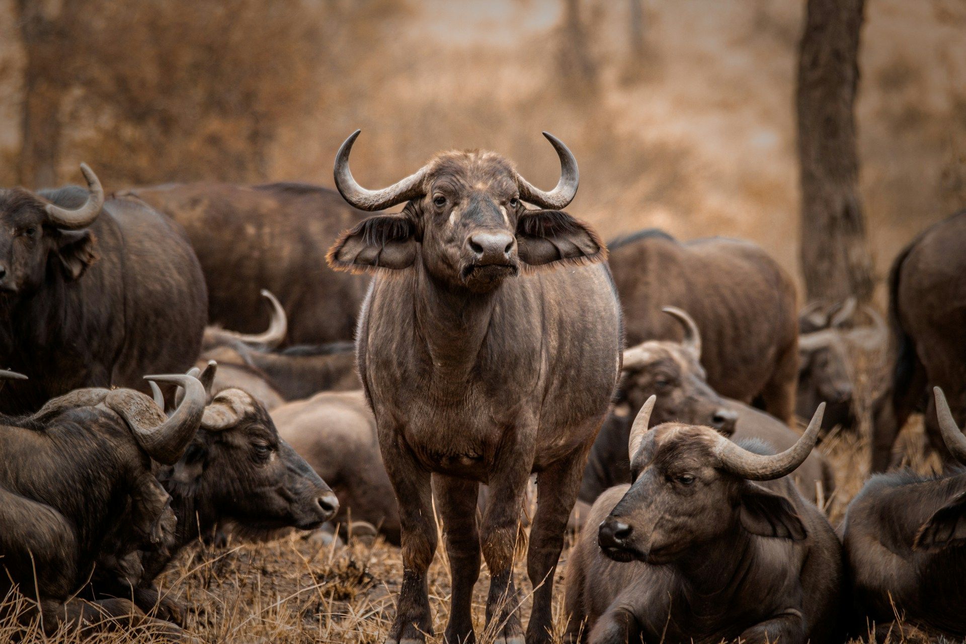 A herd of African buffalo in a dry, brown savanna. One stands alert, facing the camera.