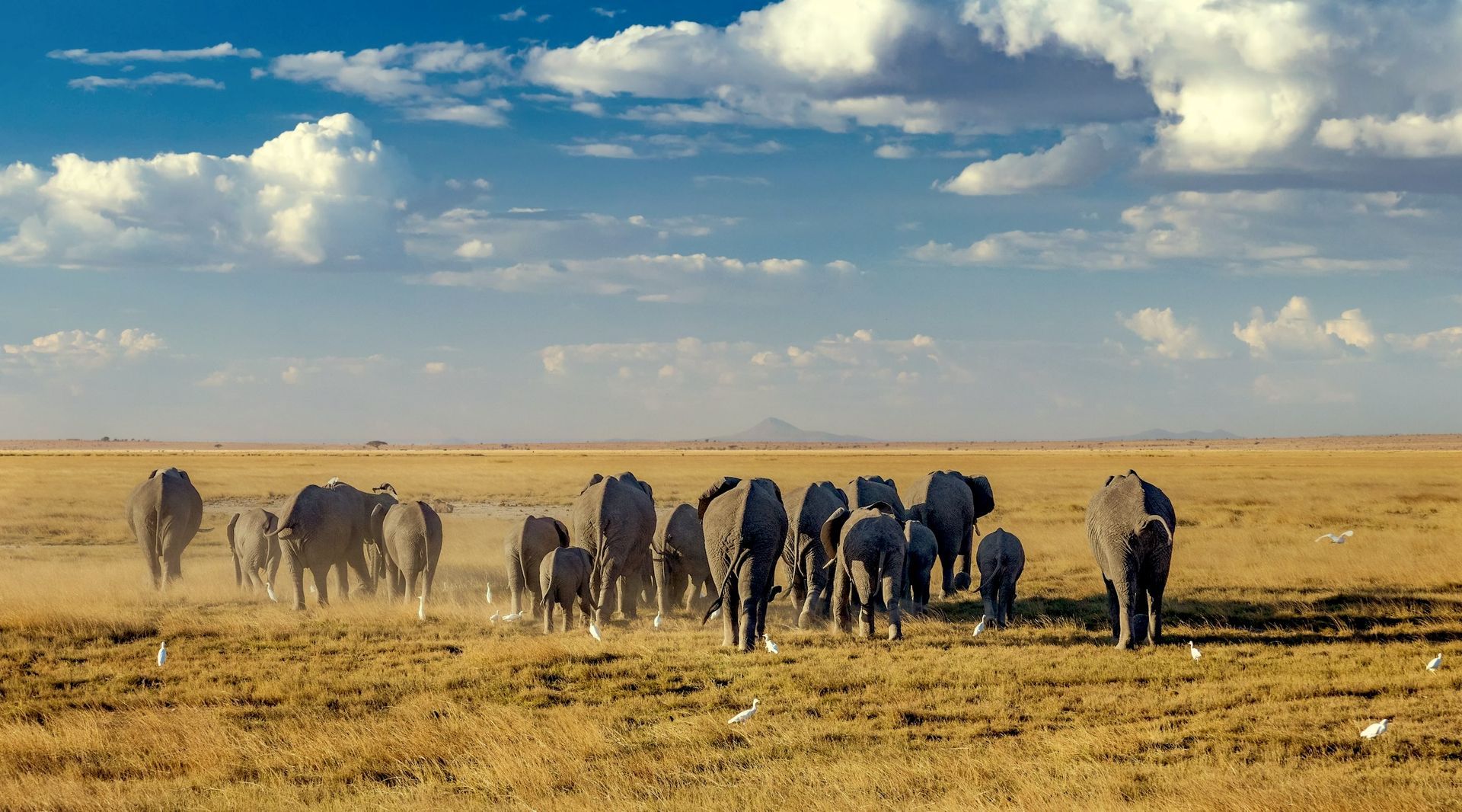 A herd of elephants walking across a grassy plain under a blue sky with clouds.