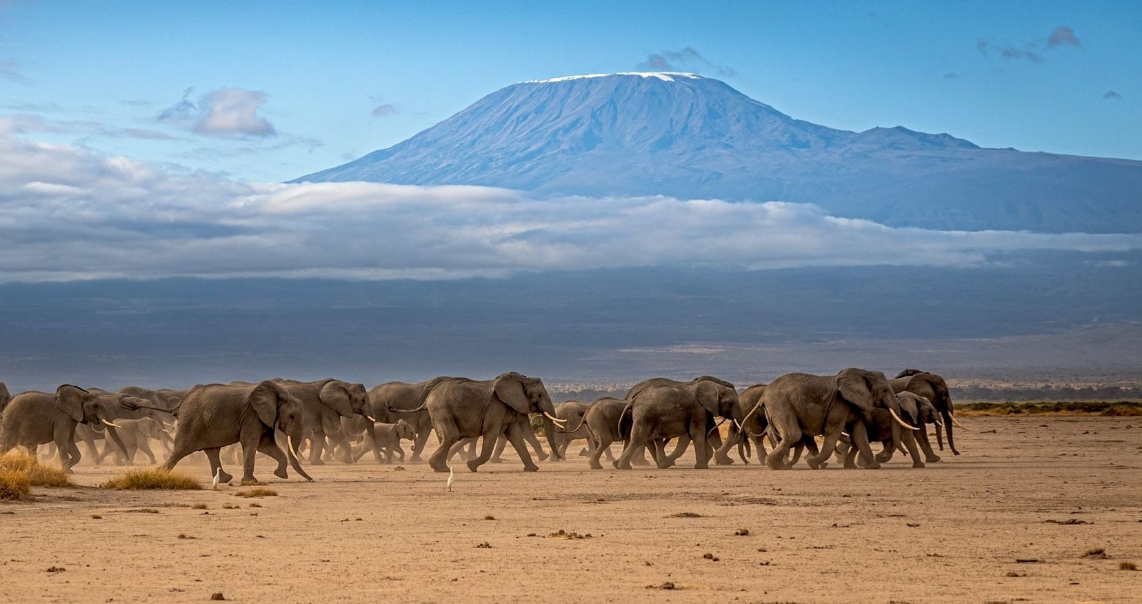 Elephants walk across dry land, Mount Kilimanjaro in the background.