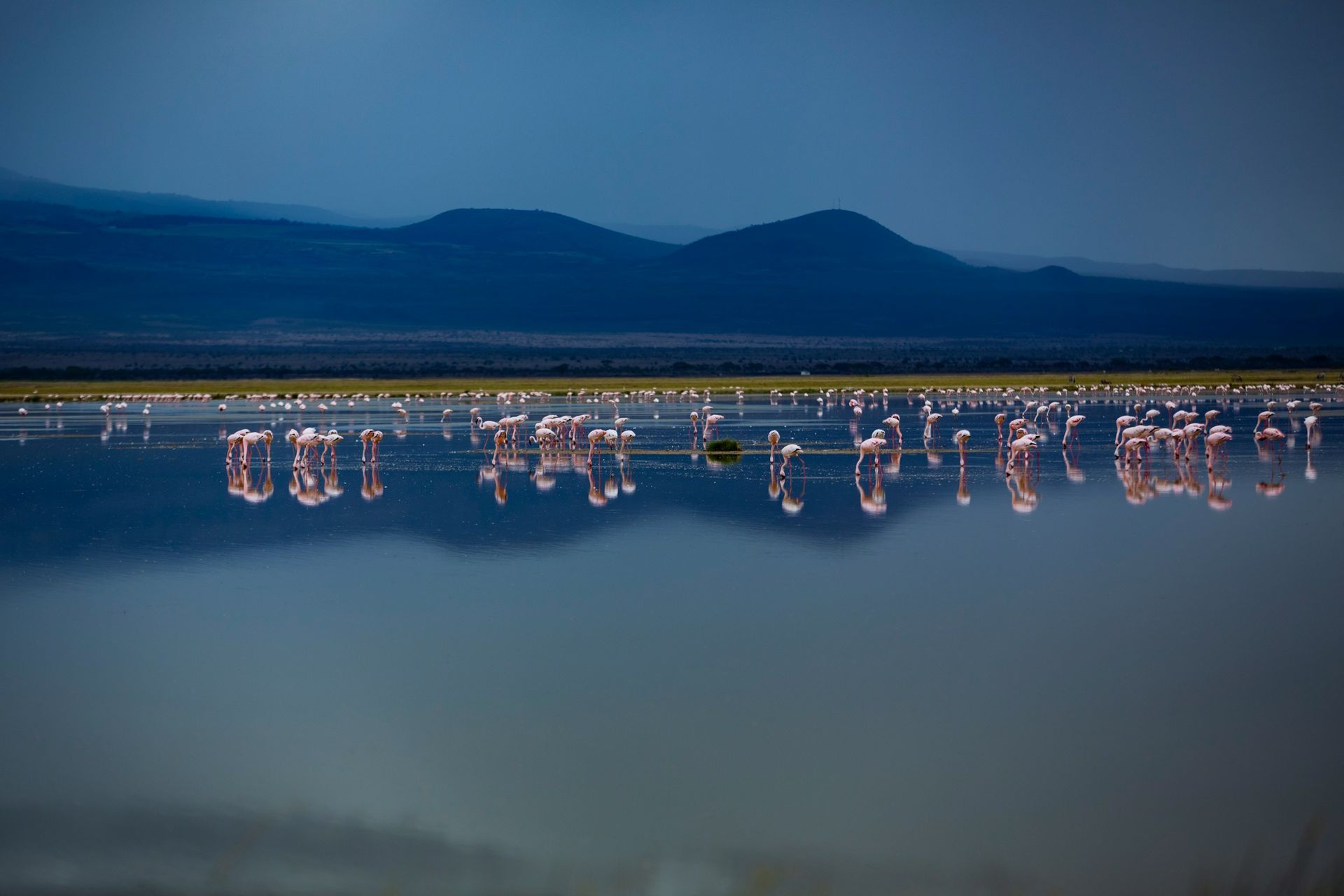 Pink flamingos in a serene lake reflect the dark mountains under a dusky blue sky.