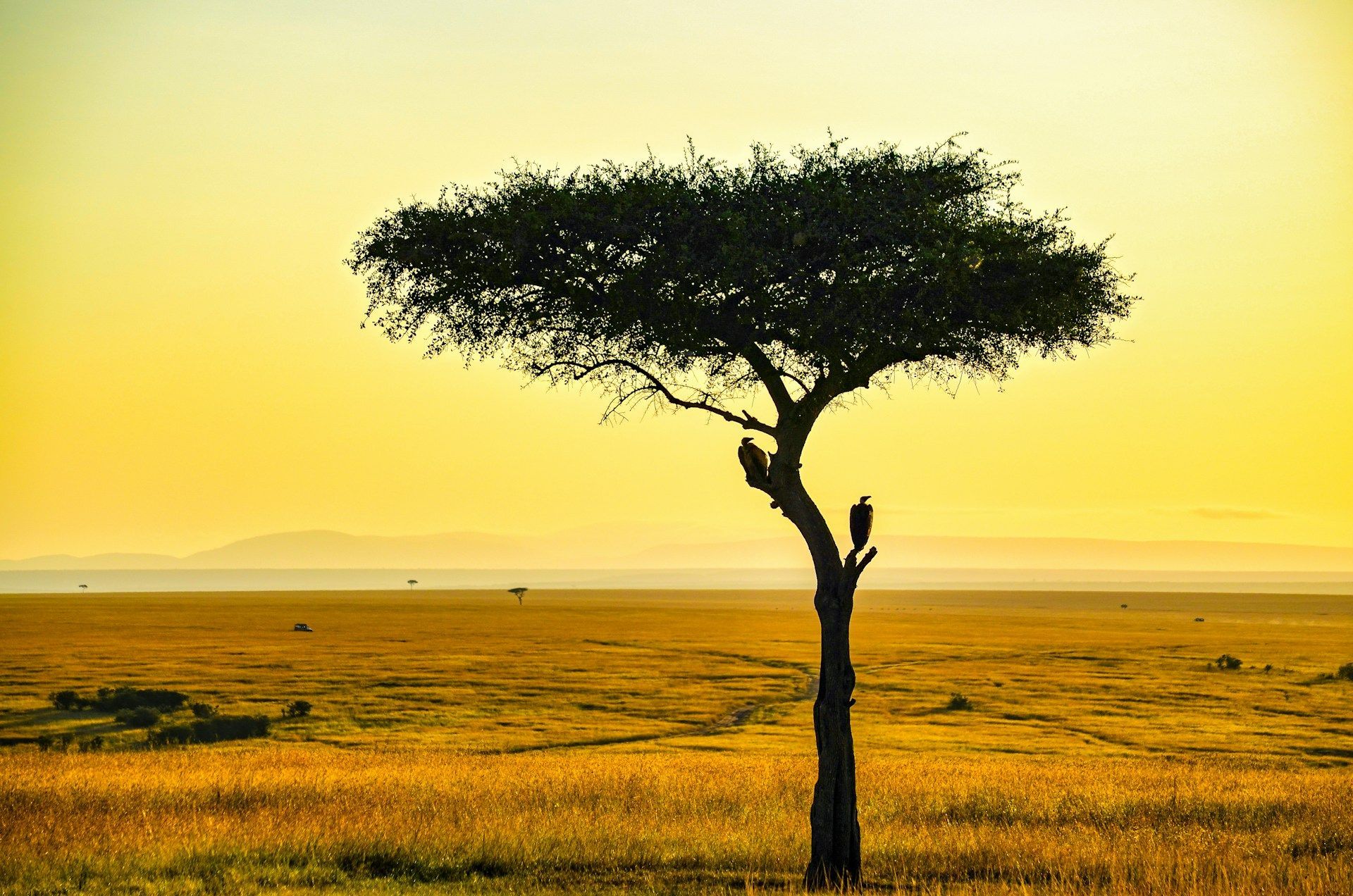 Savannah landscape with solitary tree against yellow sky; two birds perch.