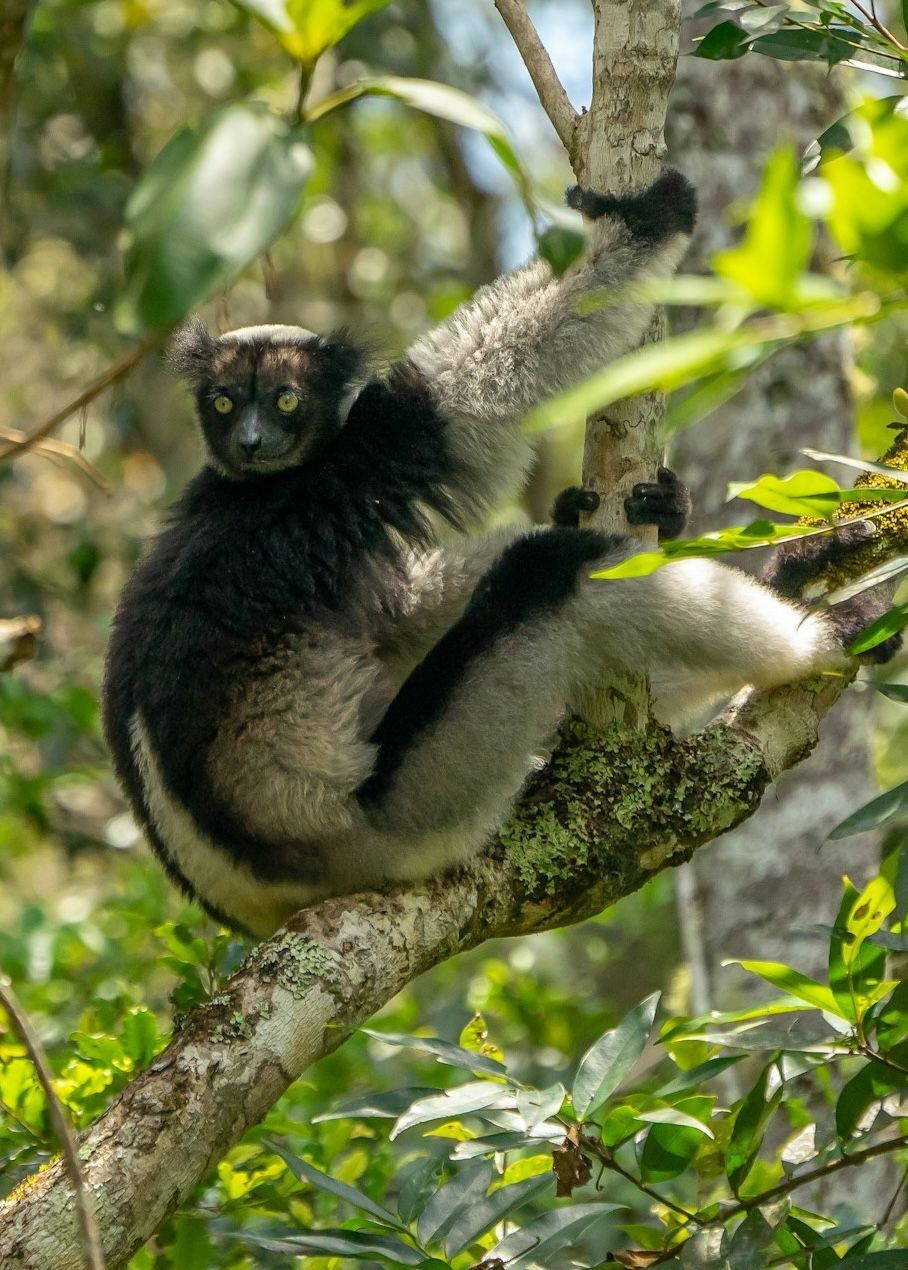Indri lemur with black and white fur, perched on a tree branch, looking forward.
