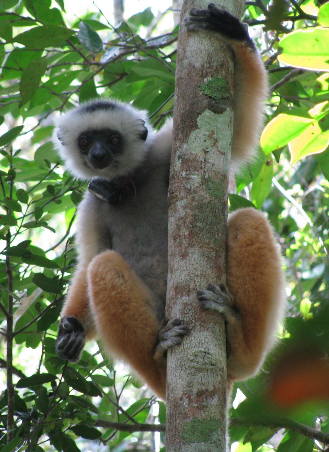 White-faced sifaka lemur with orange limbs clinging to a tree trunk in a forest.