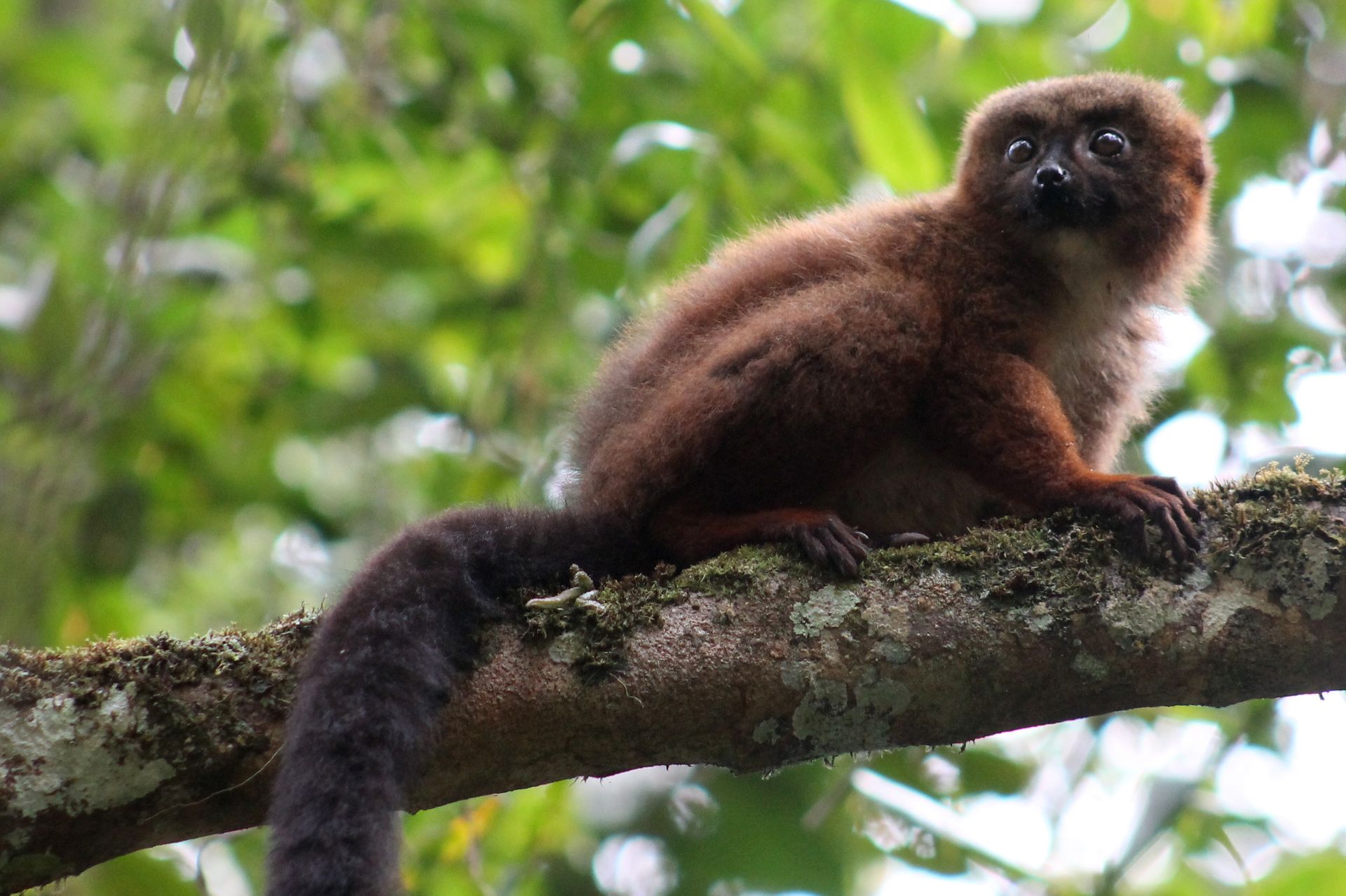 Brown lemur perched on a tree branch, looking alert with dark eyes, in a green forest.