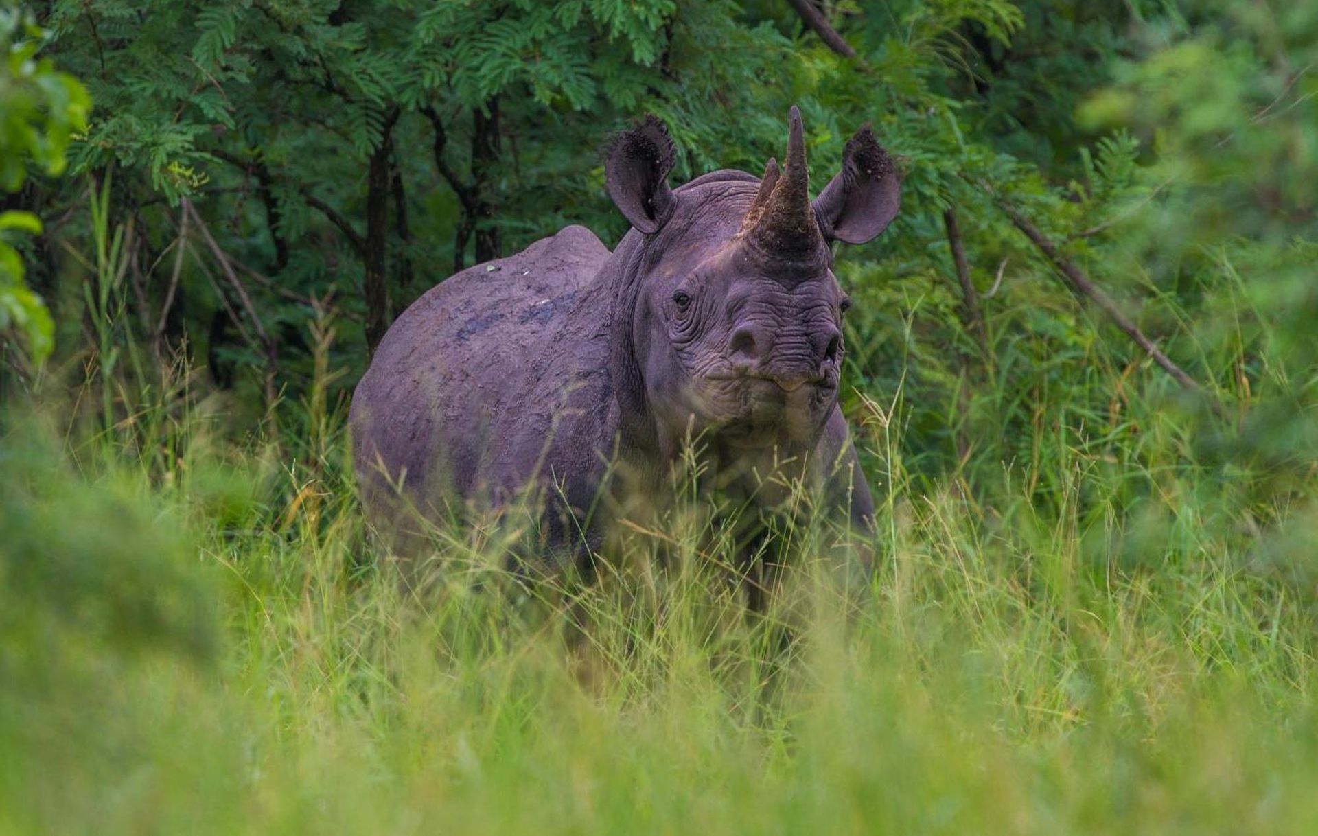 Black rhinoceros standing in tall green grass near trees.