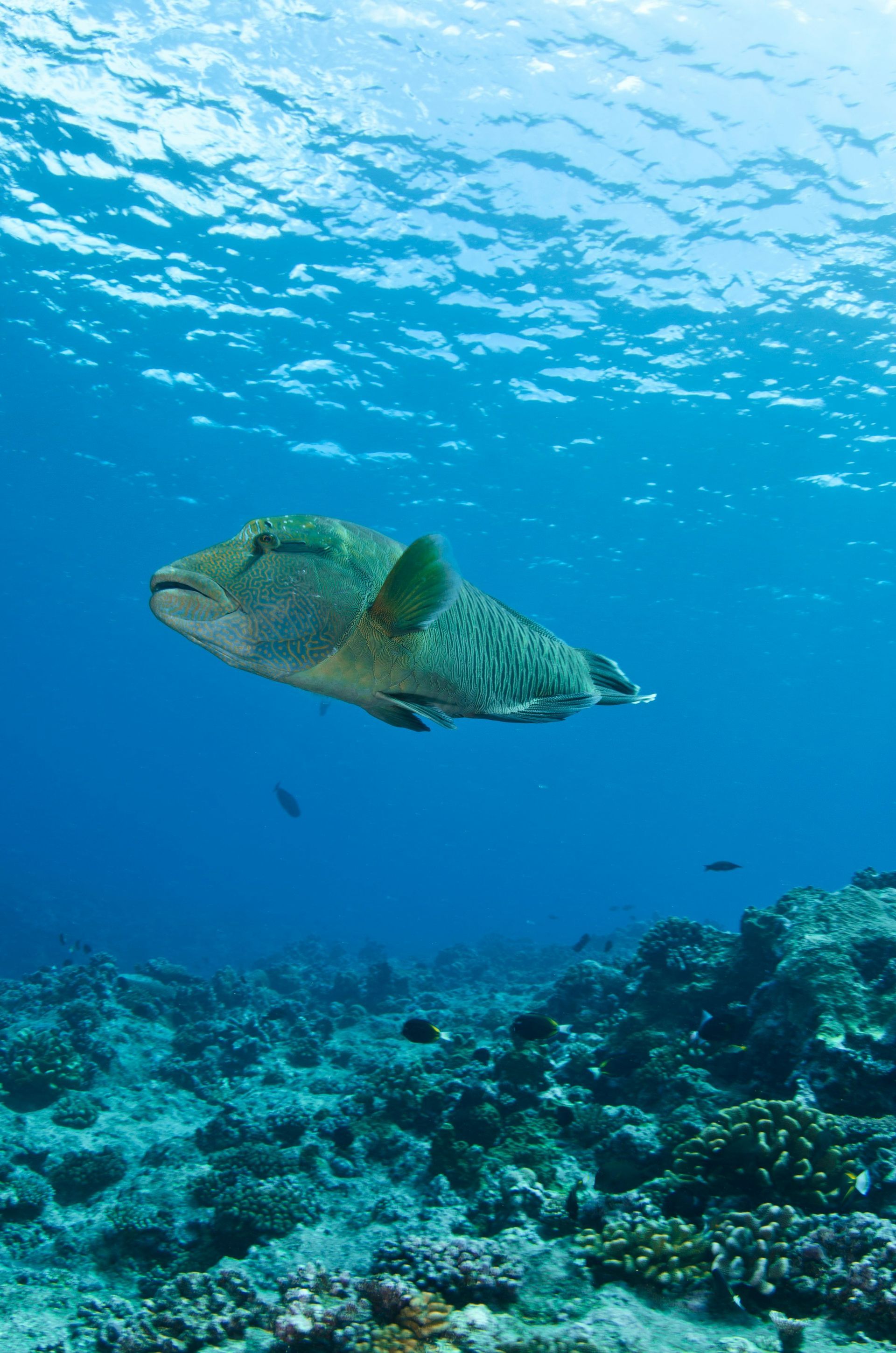 Large, mottled green Napoleon wrasse swims in clear blue ocean above a coral reef.