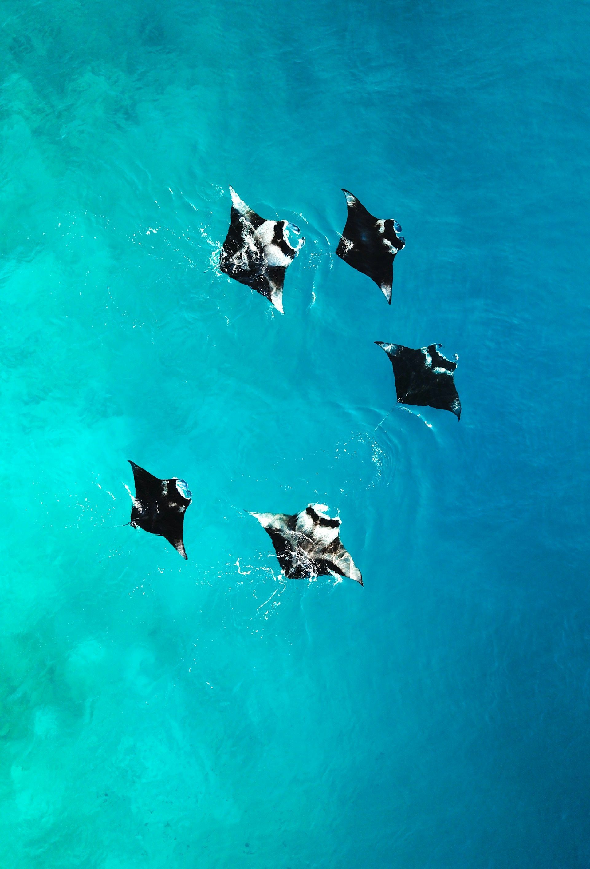 Five manta rays swimming in turquoise water.
