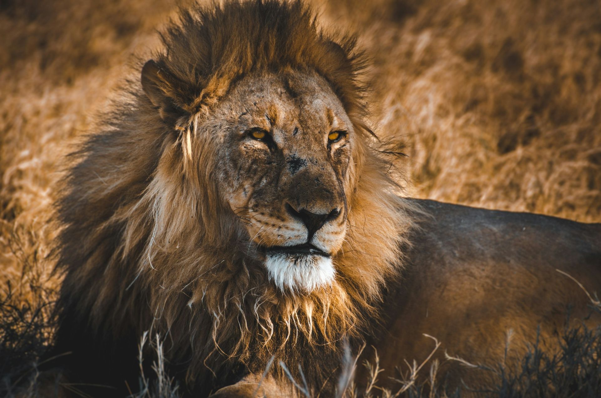 A majestic lion with a golden mane rests in dry grass, gazing intently.