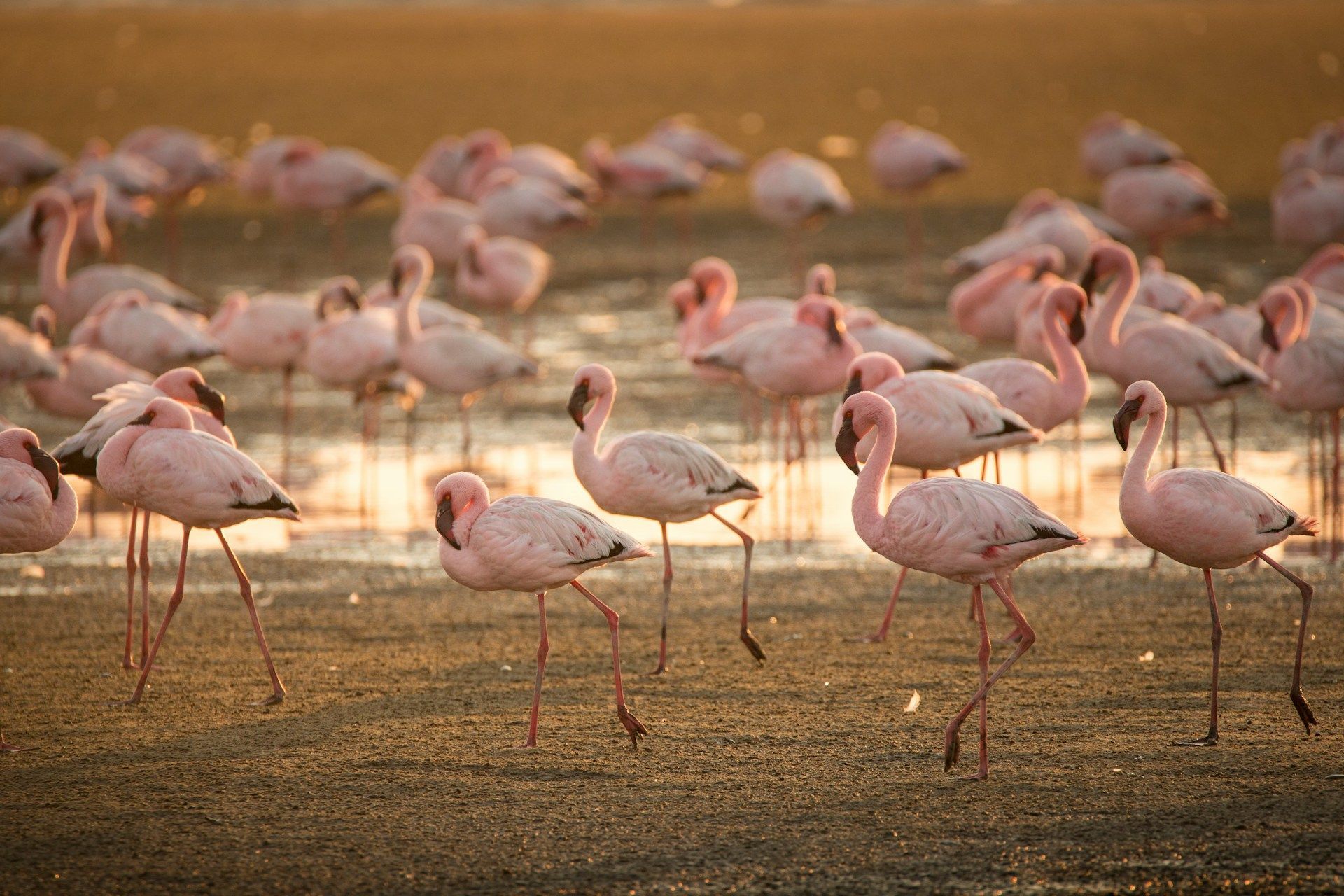 Pink flamingos wading in shallow water.