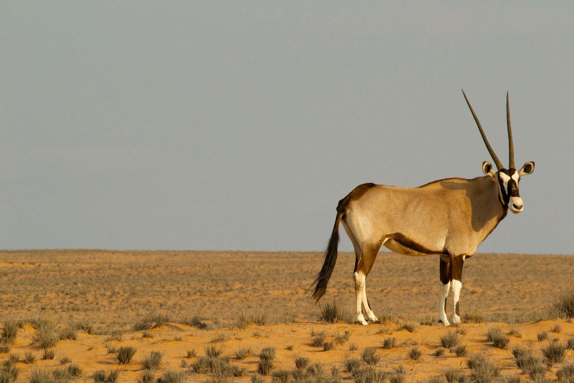Gemsbok stands in arid landscape, tan body, black and white markings, long horns.