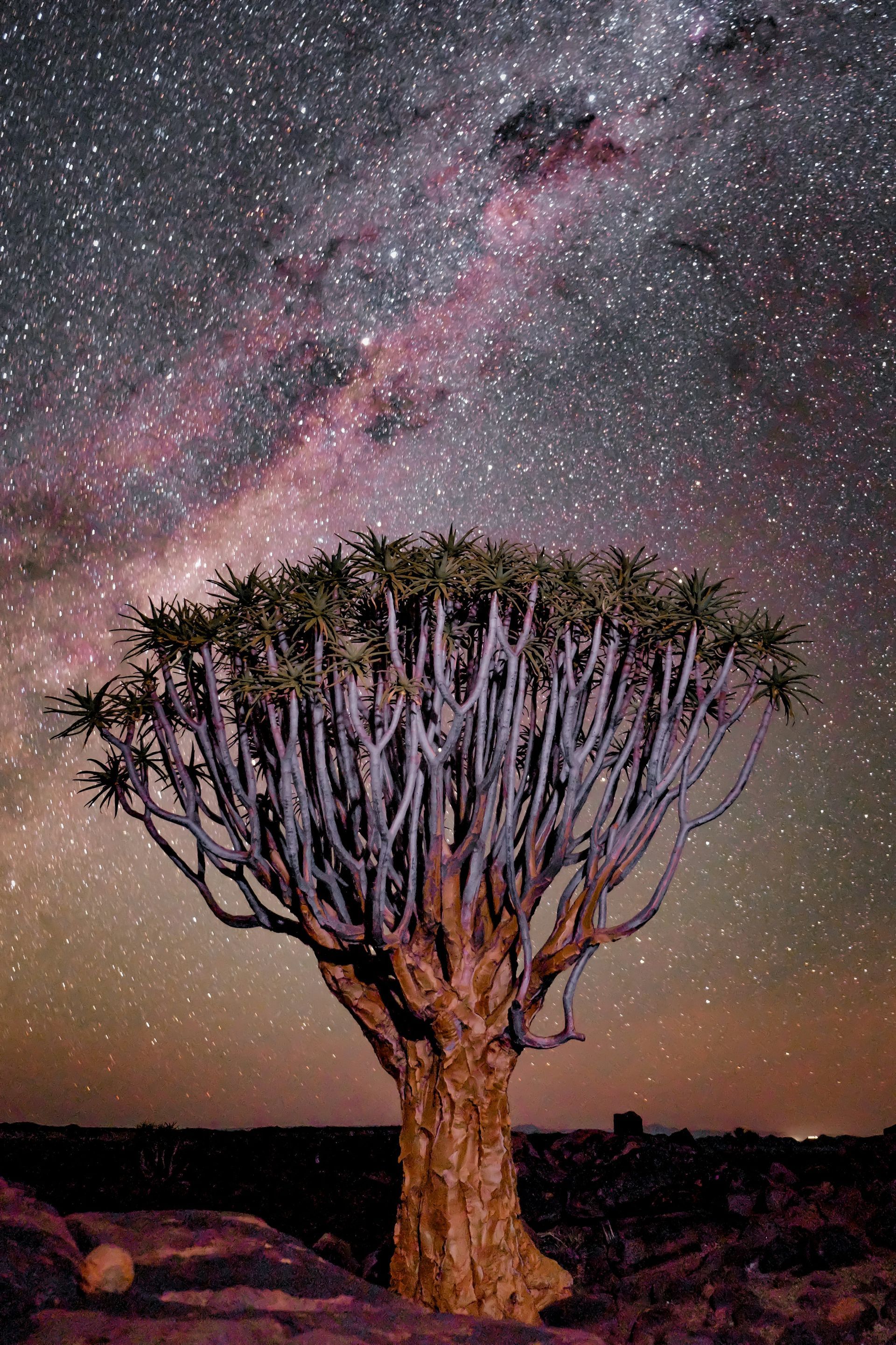Quiver tree under a vibrant starry sky.