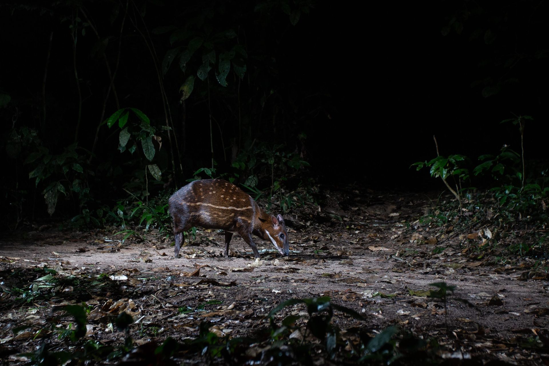 Spotted deer-like animal foraging on a forest path at night.