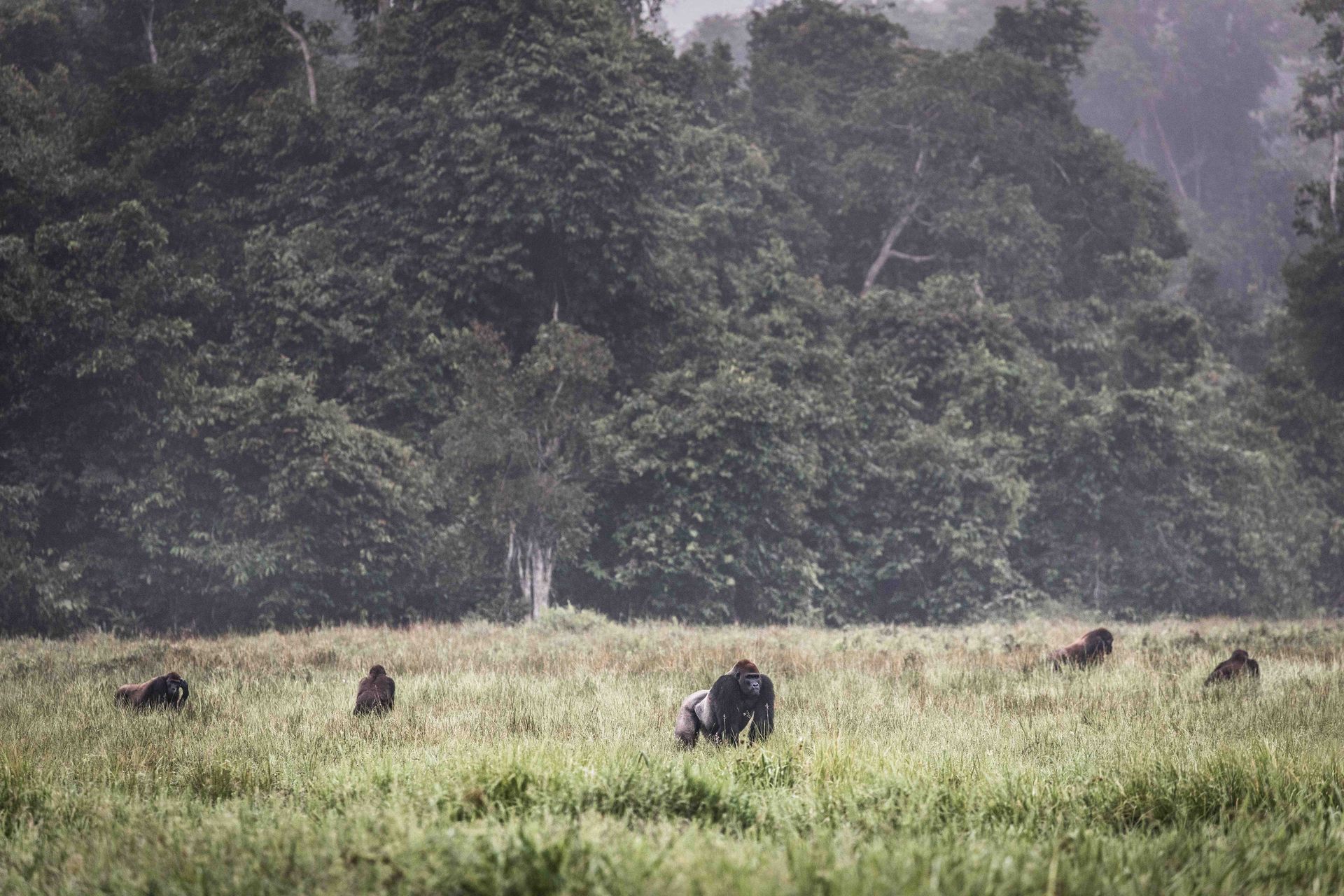 Gorillas grazing in a grassy field in front of a dense forest; overcast day.