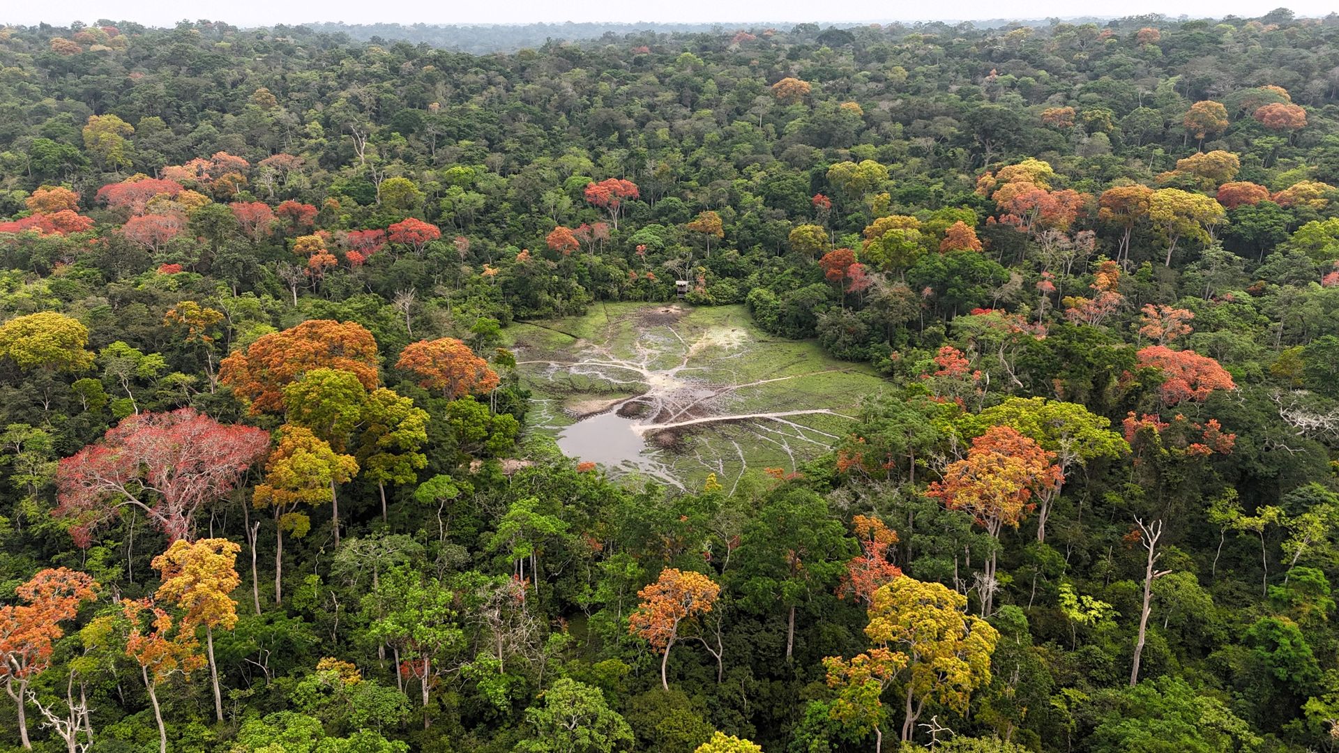 Aerial view of a rainforest with a clearing, featuring diverse green, orange, and brown trees.