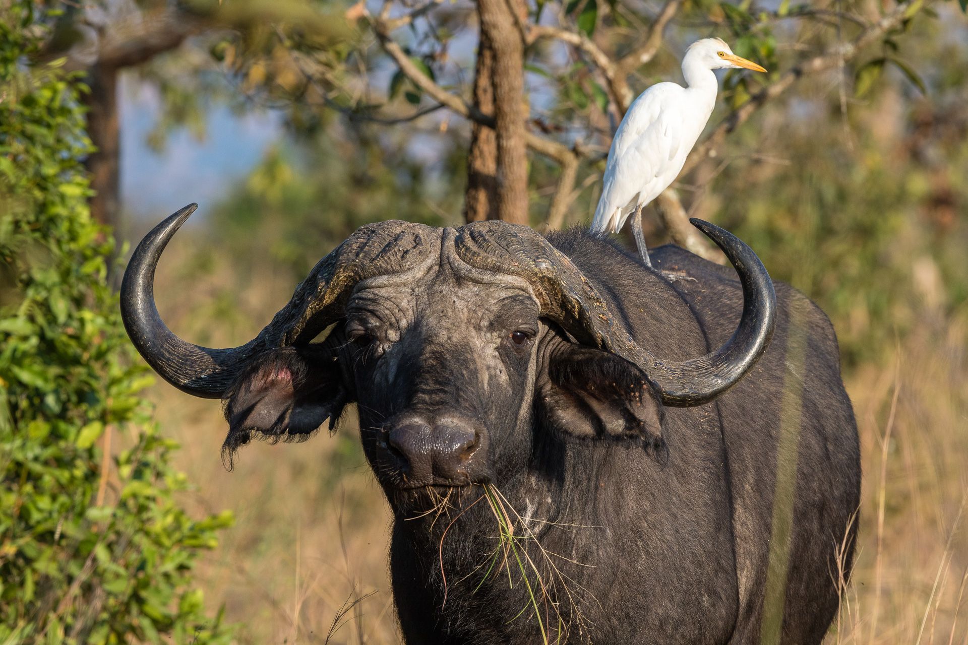 A white bird sits on the back of a large, dark buffalo in a grassy field.