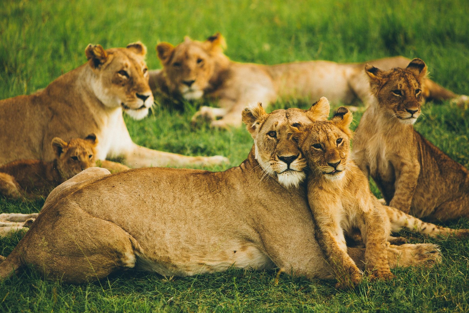 Lionesses and cubs resting in green grass.
