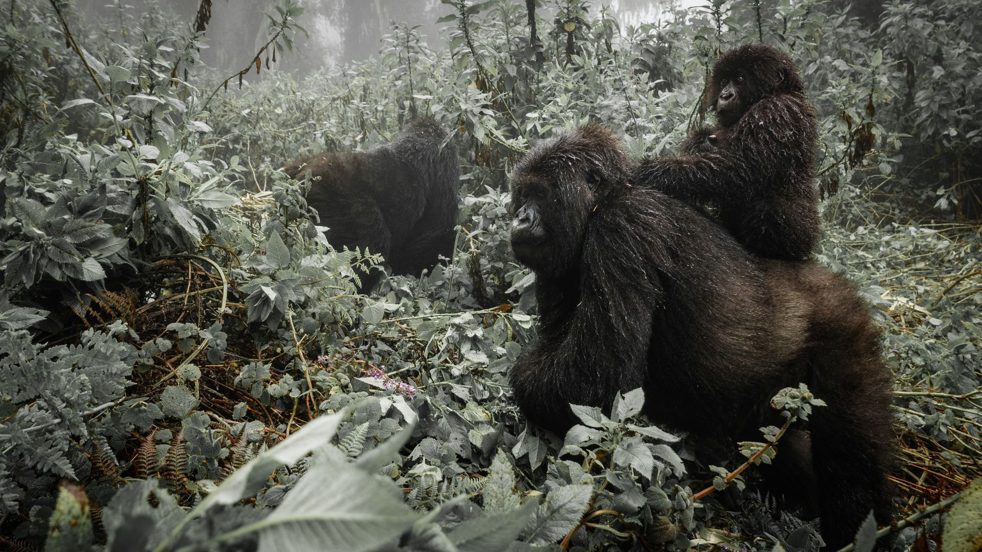 Gorilla family in lush, green forest. Adult gorilla carries a juvenile on its back. Another gorilla is in the background.