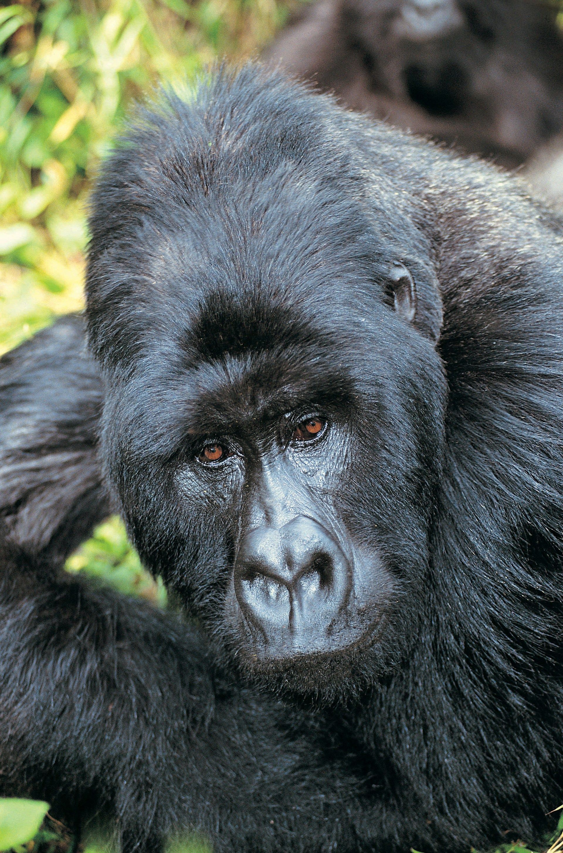 Silverback gorilla staring directly at the viewer with a thoughtful expression. Black fur, brown eyes.