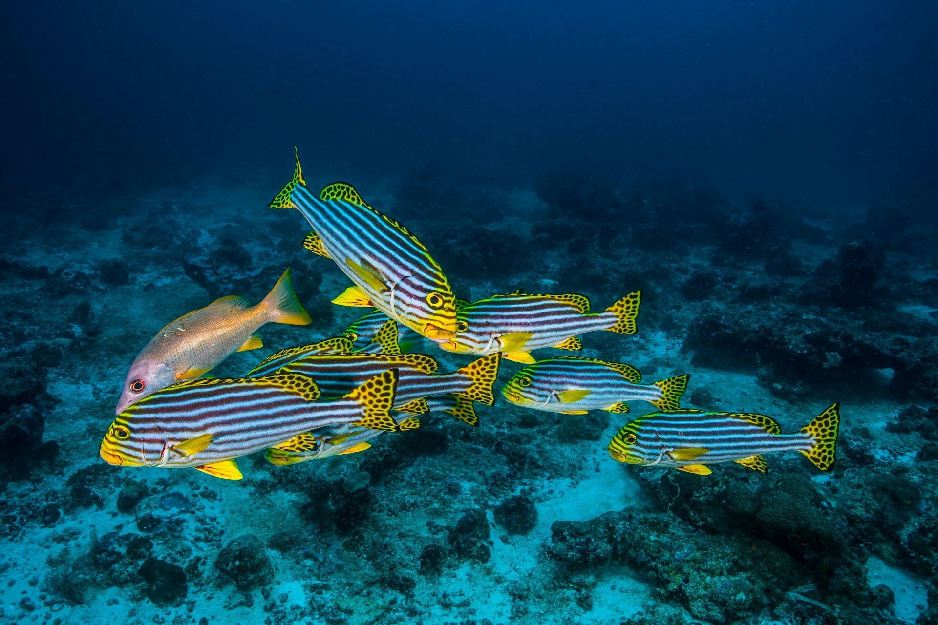 School of colorful striped fish with yellow markings swimming over a coral reef.