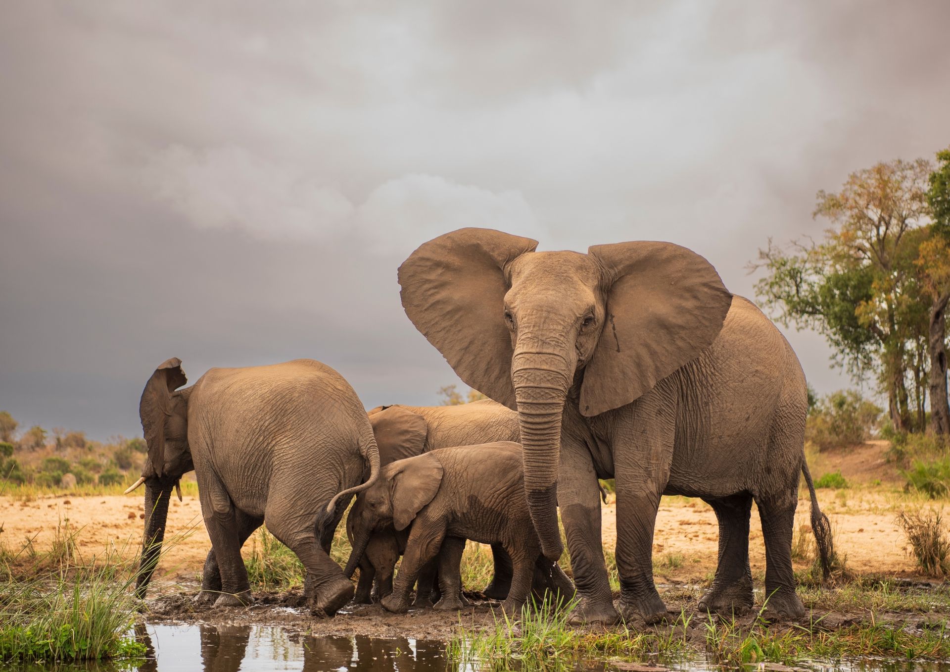 Elephants at a watering hole under a cloudy sky: adults and a calf drinking.