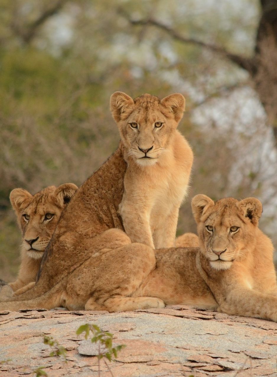 Four lion cubs resting on a rock, looking forward; tan fur, natural setting.
