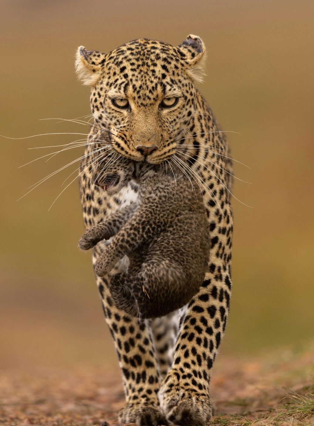 Leopard carrying a porcupine, walking on dirt path. Leopard has spotted fur, porcupine is curled up.