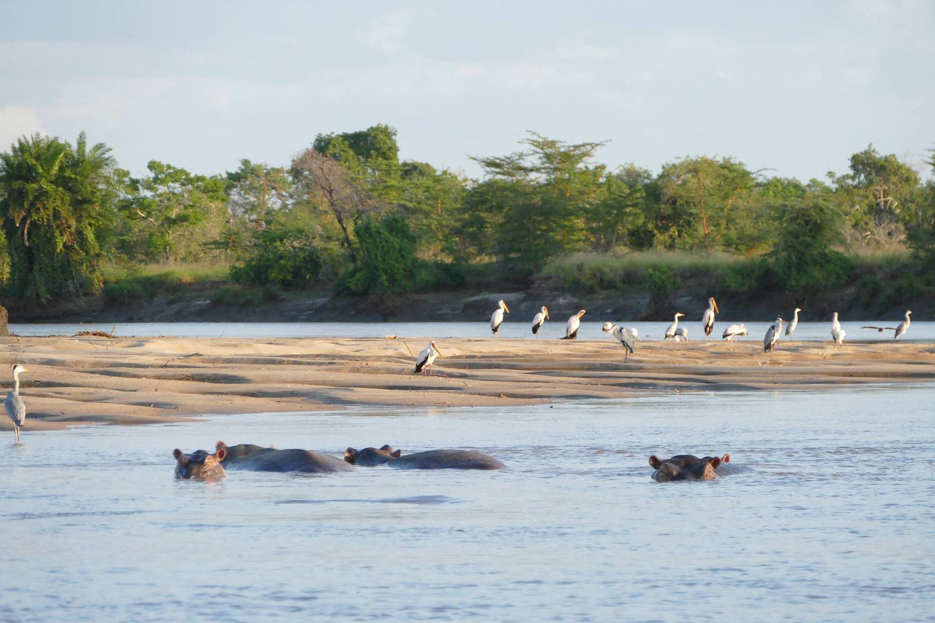 Hippos in a river with wading birds on a sandbank, trees in the background.