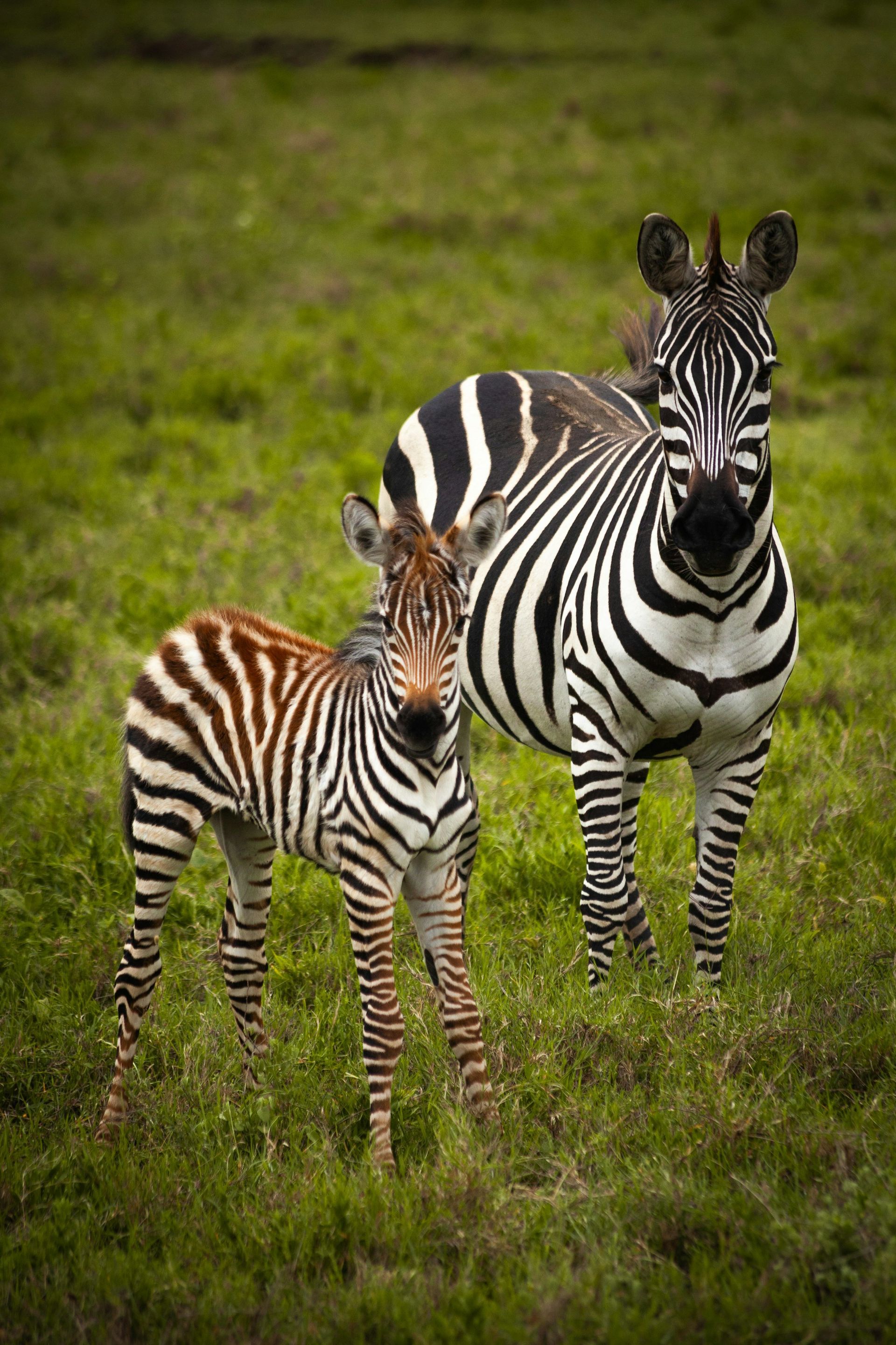 Zebra mother and foal standing in green grass, looking towards the camera.