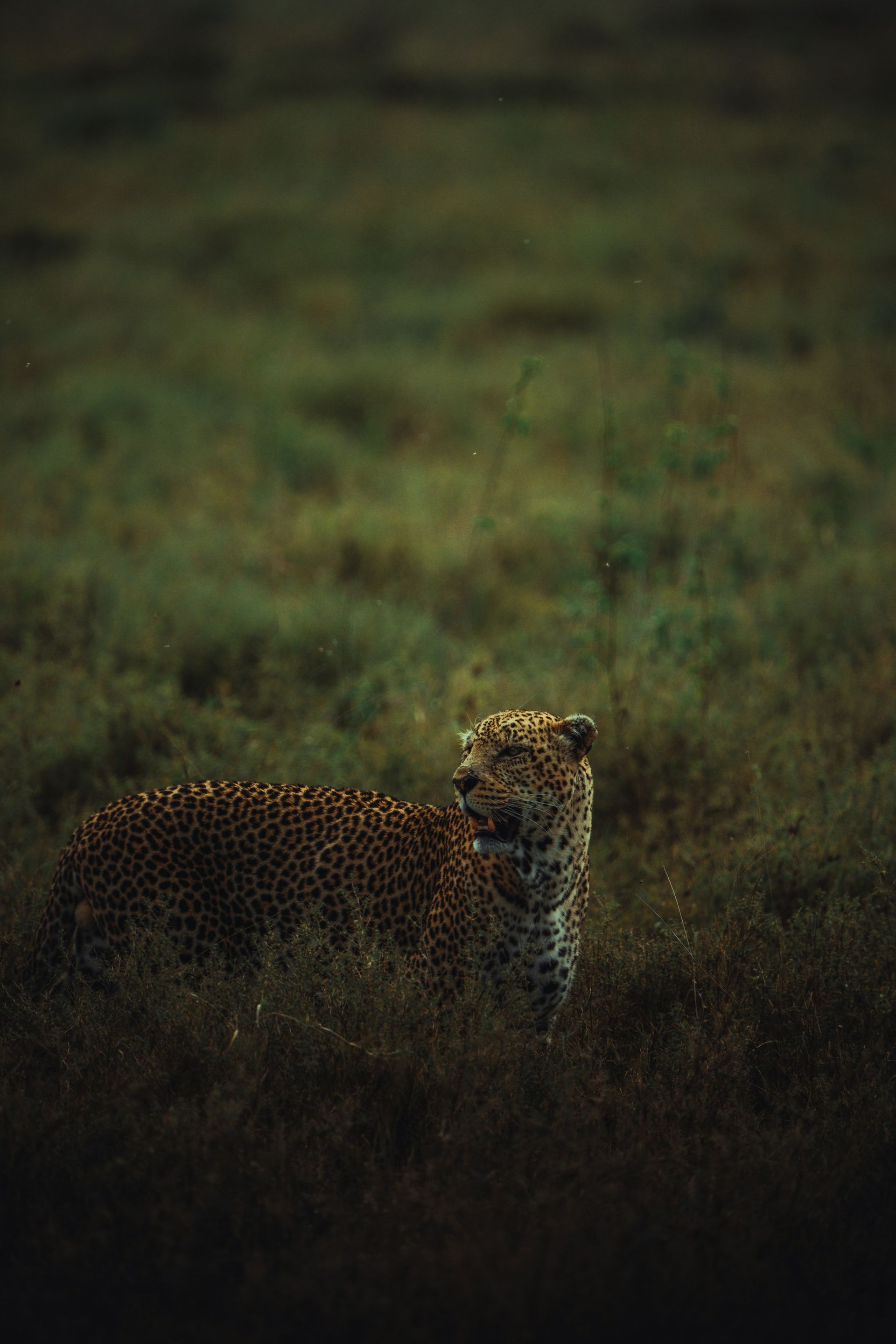 Leopard in tall grass, with spotted coat, looking to the side.