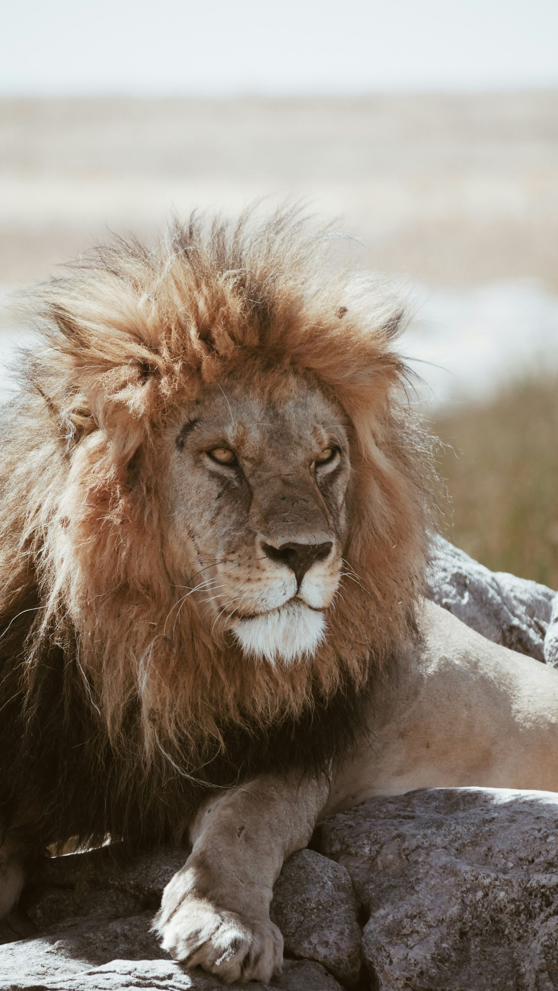 Lion with a brown mane, resting on rocks, looking to the side against a blurry backdrop.