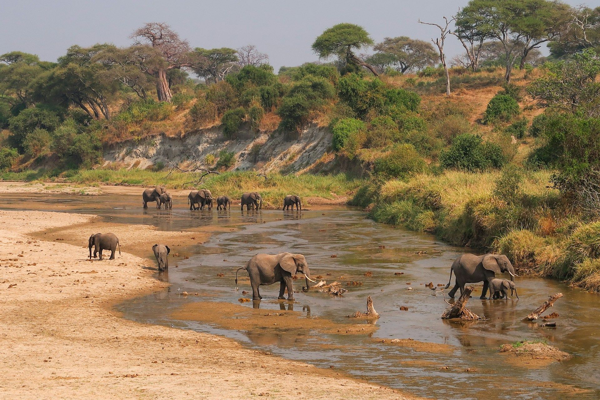Elephants wading in a shallow riverbed in a savanna landscape, some drinking.