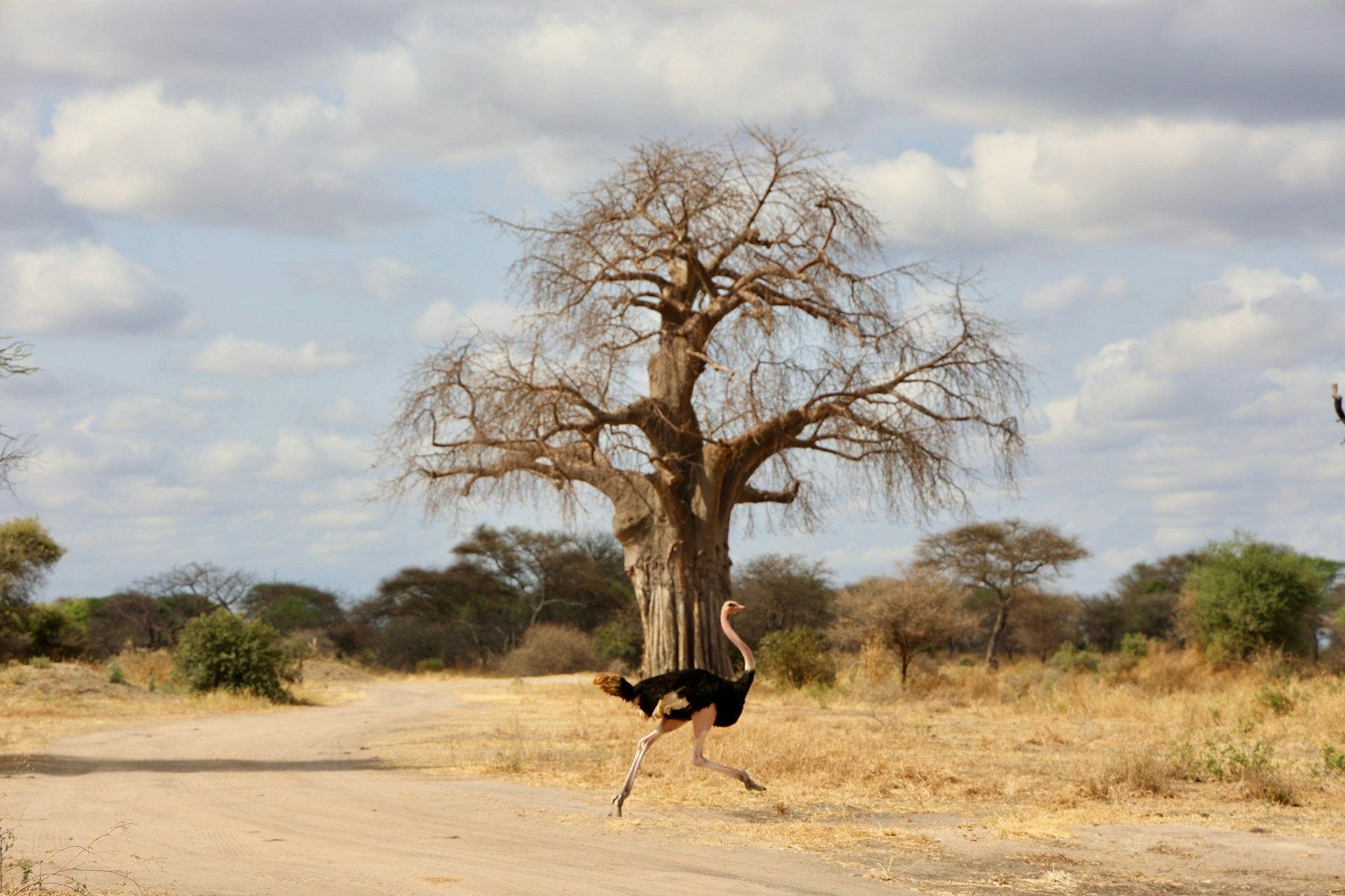 Ostrich running on a dirt road in front of a bare tree in a savanna under a partly cloudy sky.