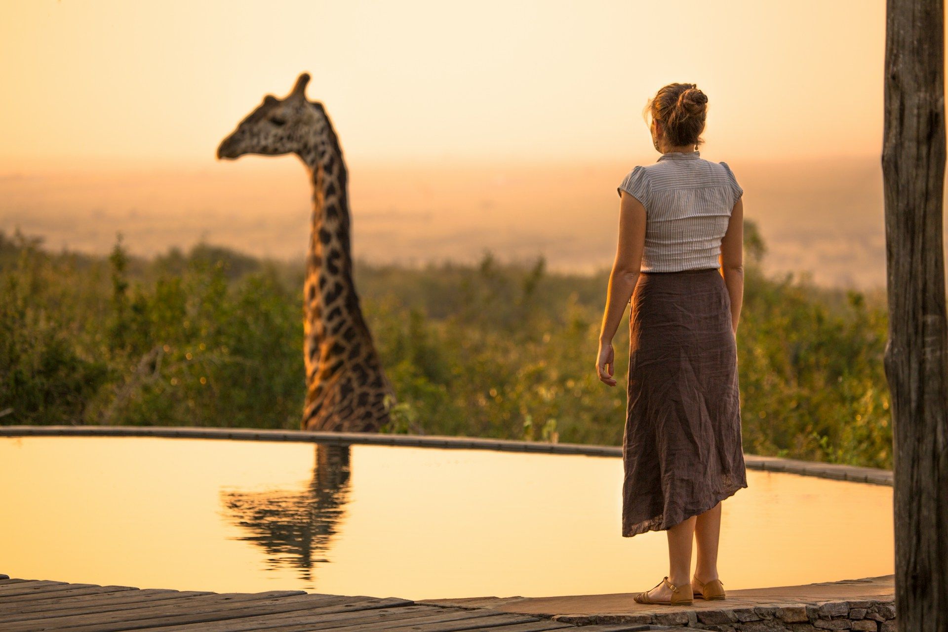 Woman watching a giraffe drink from a waterhole at sunset.