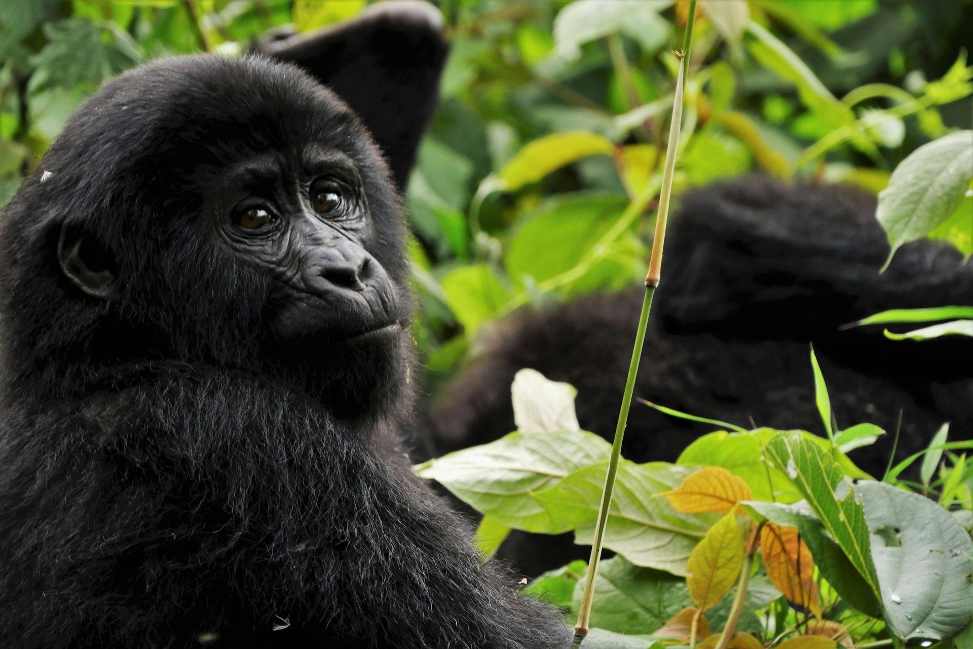 Black gorilla gazing, surrounded by green foliage.
