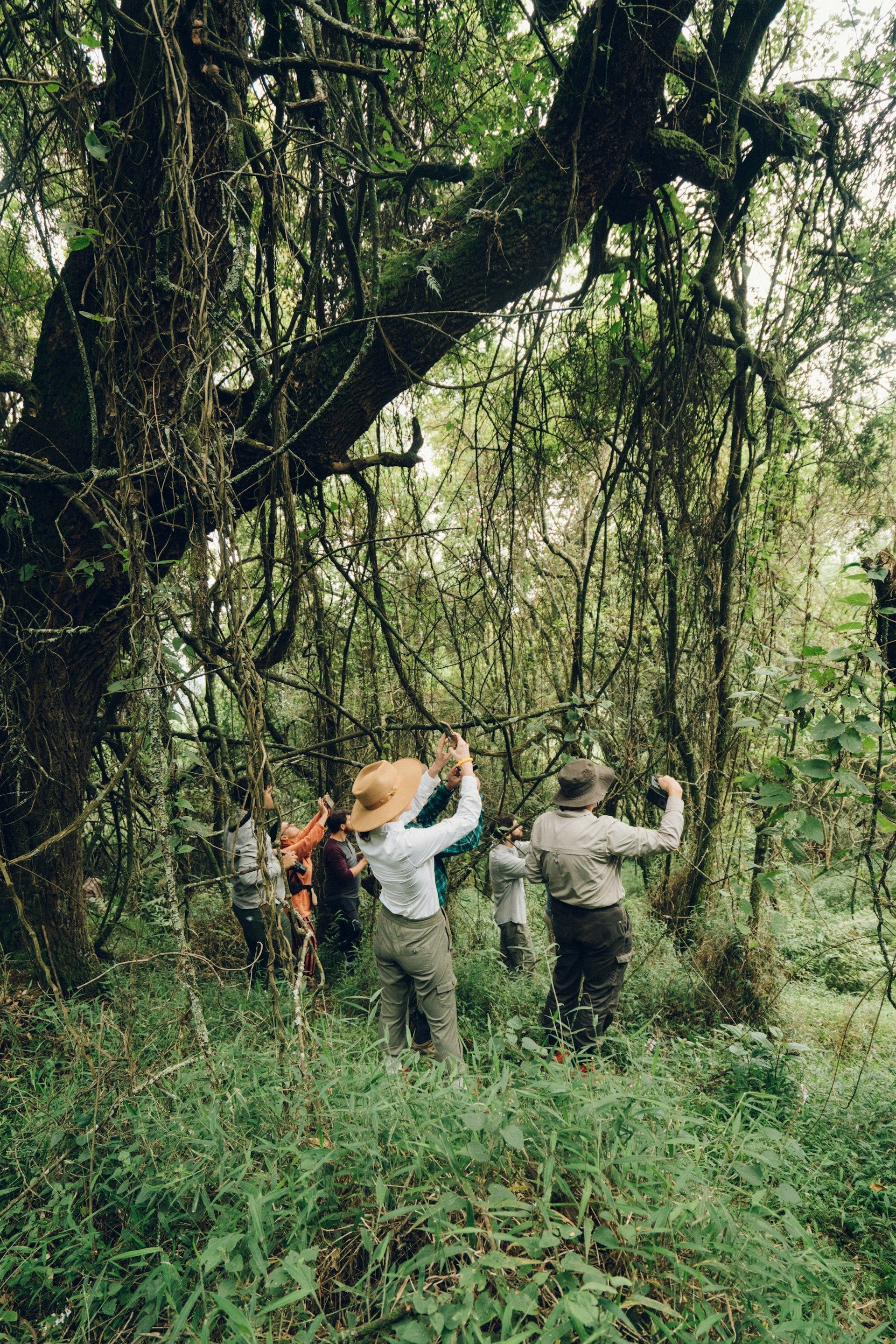 Group of people in a lush forest, some taking photos. Dense green vegetation and a large tree.