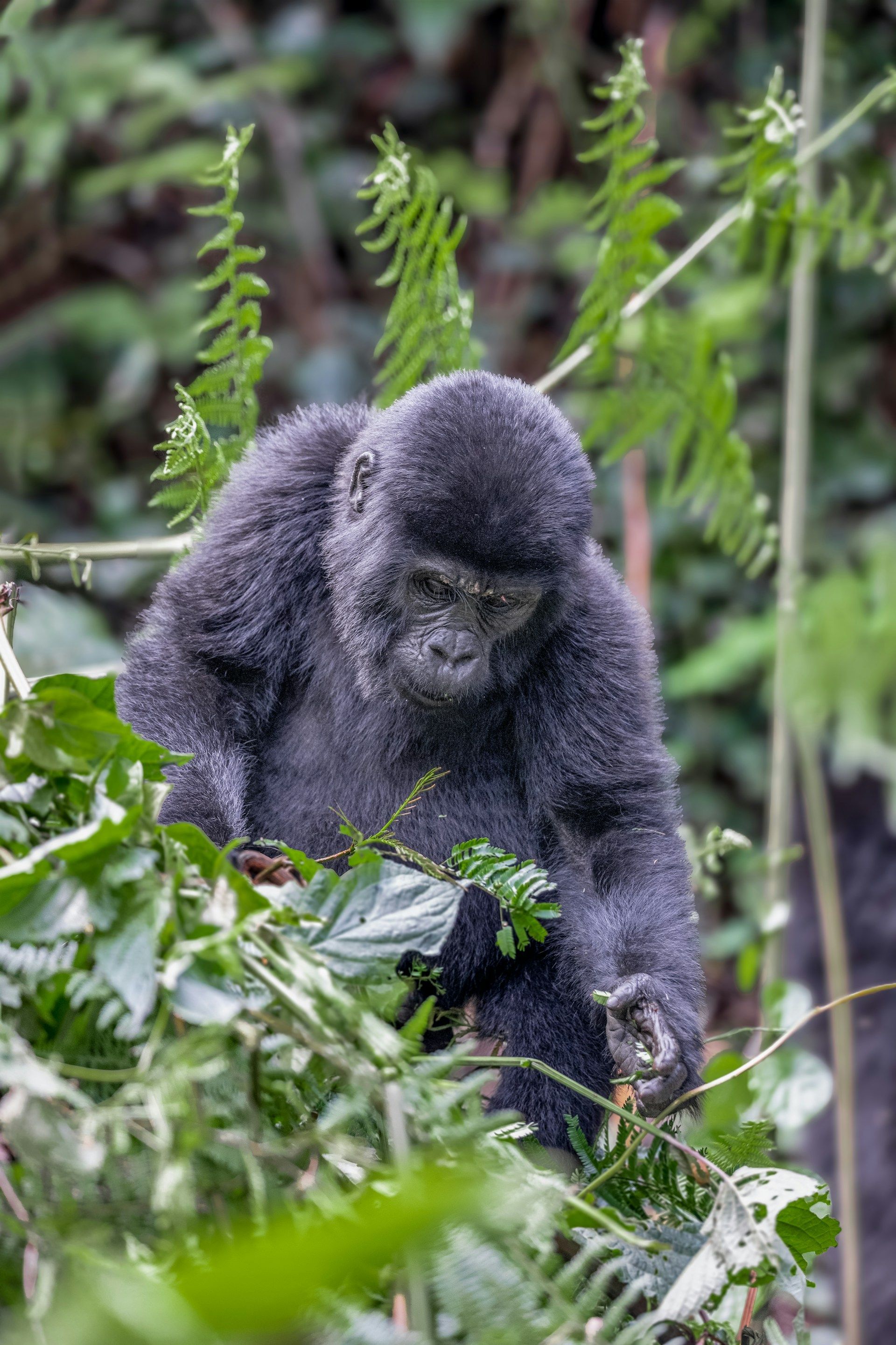 A gorilla sitting in green foliage, eating, with its head down.