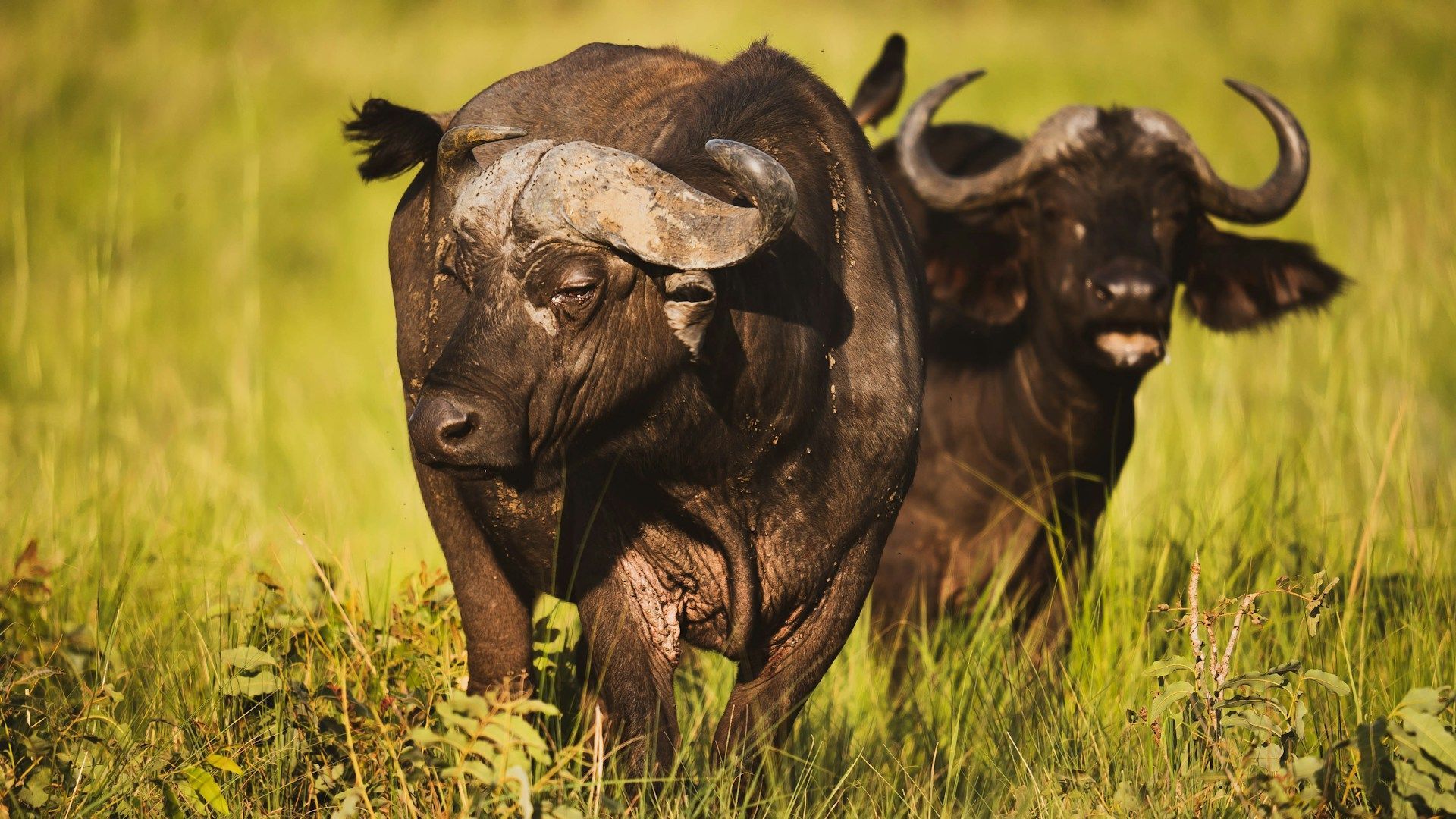 Two African buffalo in tall green grass, one in front, looking forward; other buffalo behind.