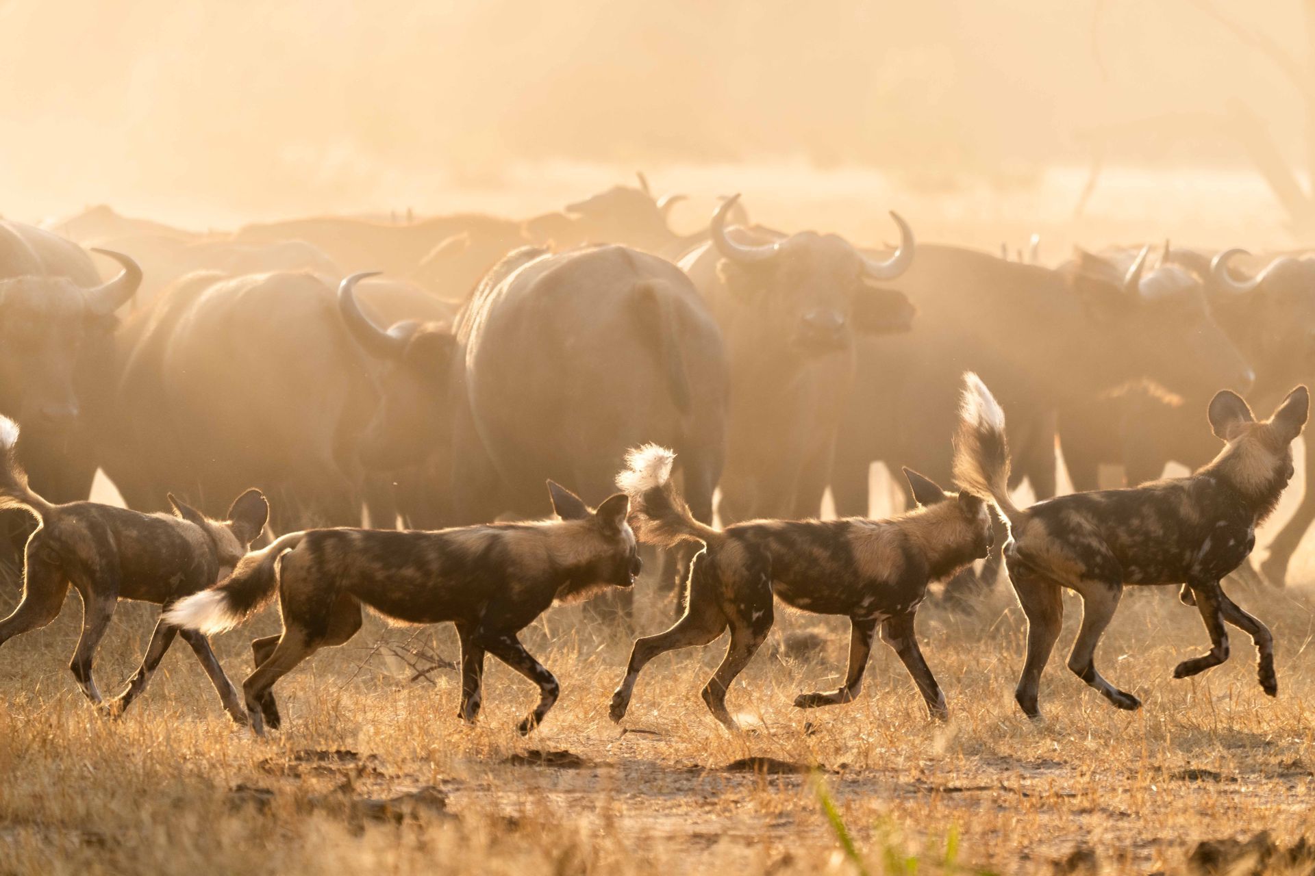 African wild dogs run towards the right, with a herd of buffalo in the background. Golden light.