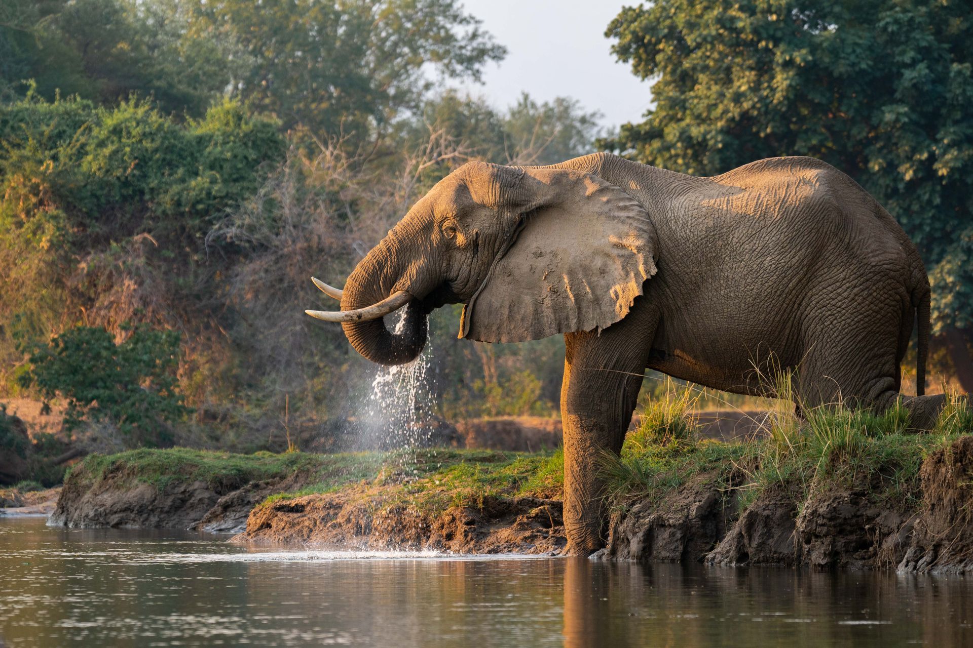 Elephant drinking from a river, spraying water. Beside a grassy bank, under trees.