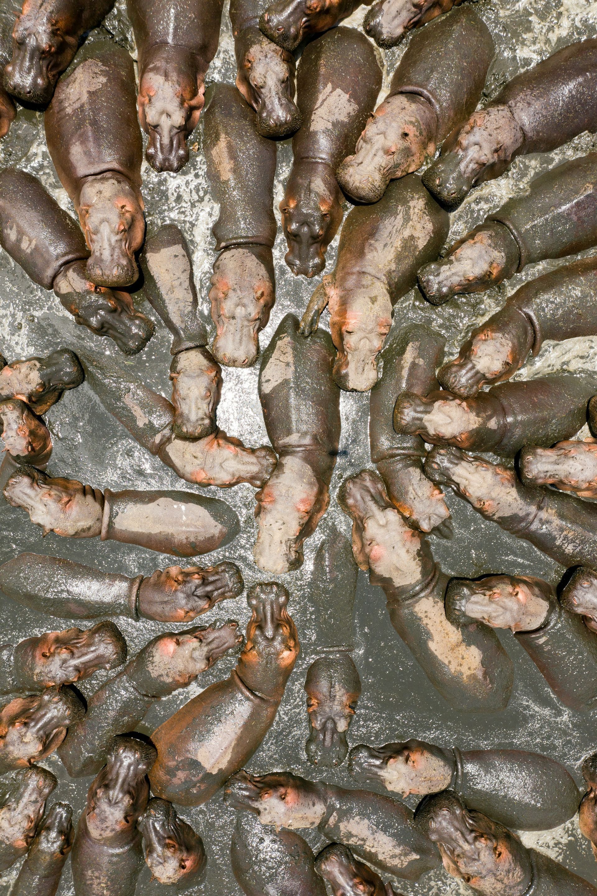 Hippos wallow in muddy water, heads and backs visible.