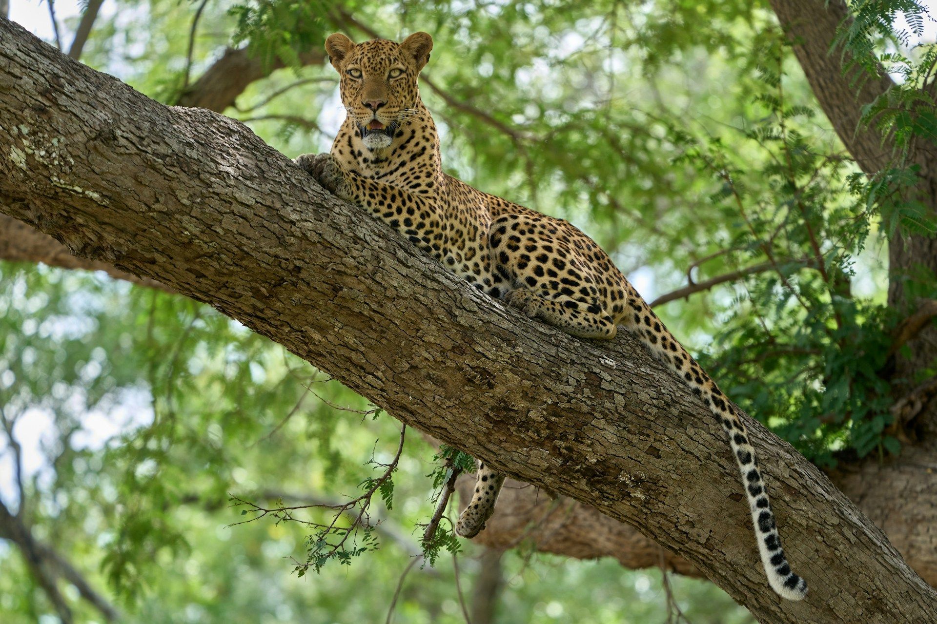 Leopard with spotted coat rests on a tree branch, looking alert.