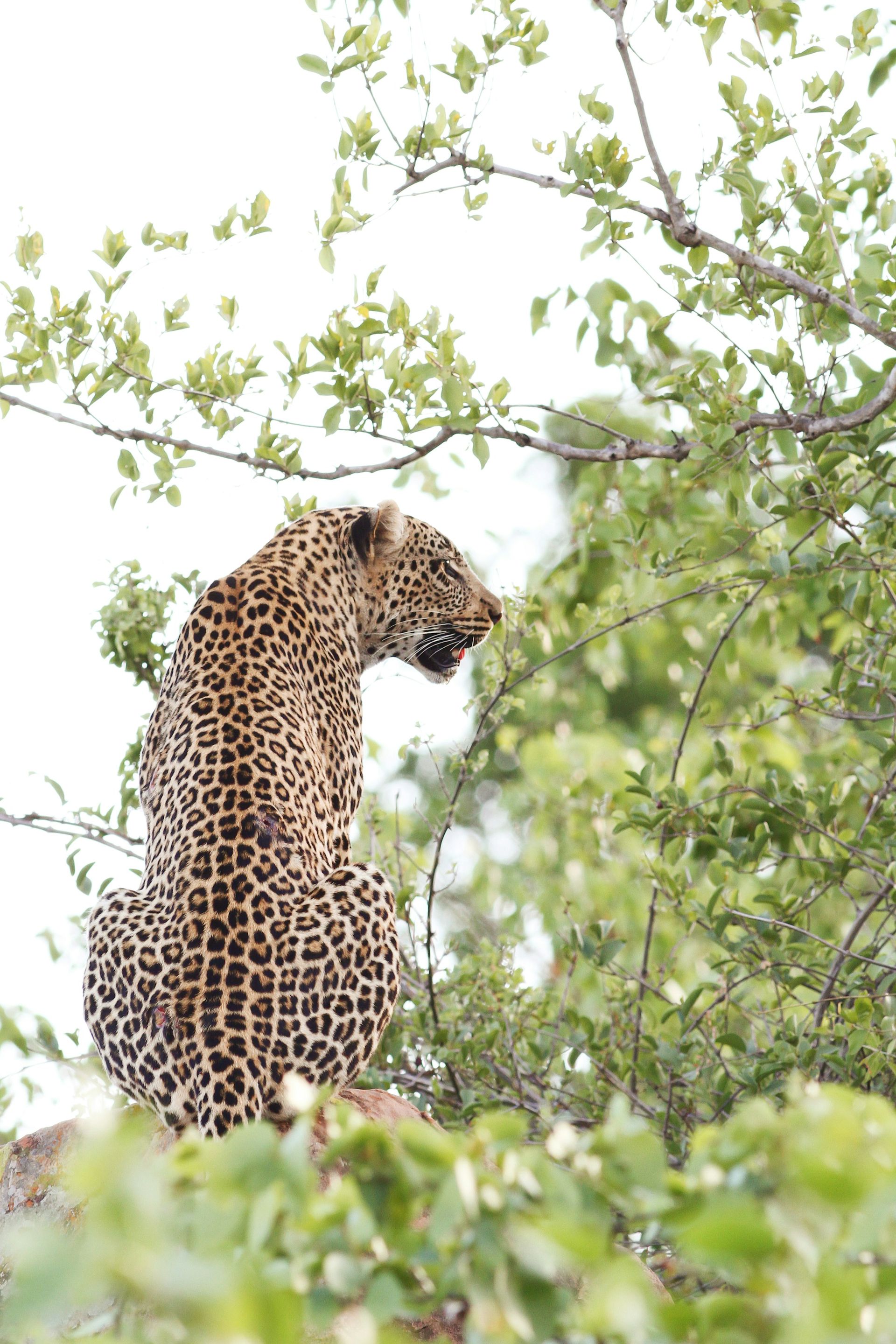Leopard perched in a tree, spotted coat visible. Green foliage surrounds. White sky background.