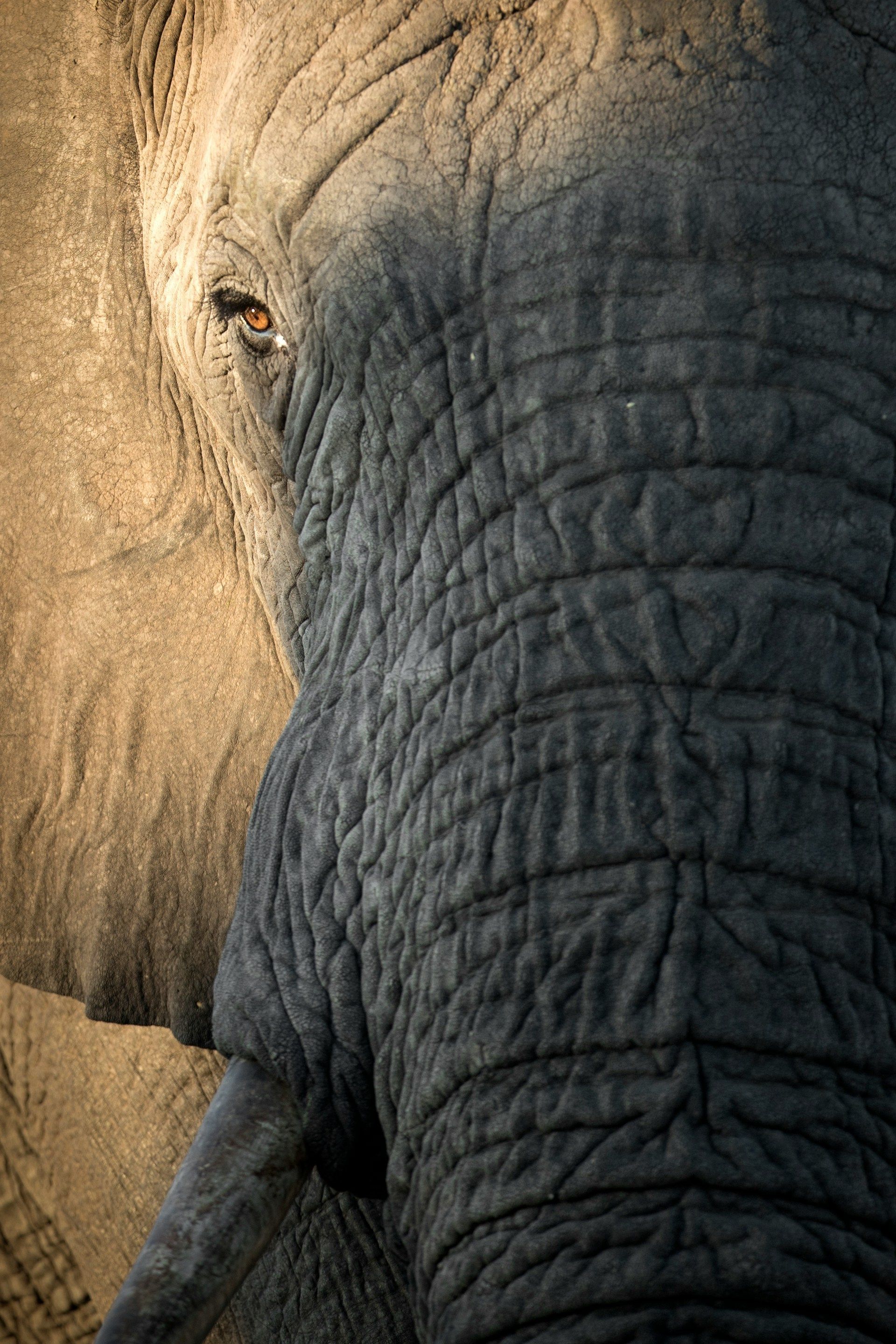 Close-up of an elephant's head, revealing textured skin and eye. Mostly gray and brown.