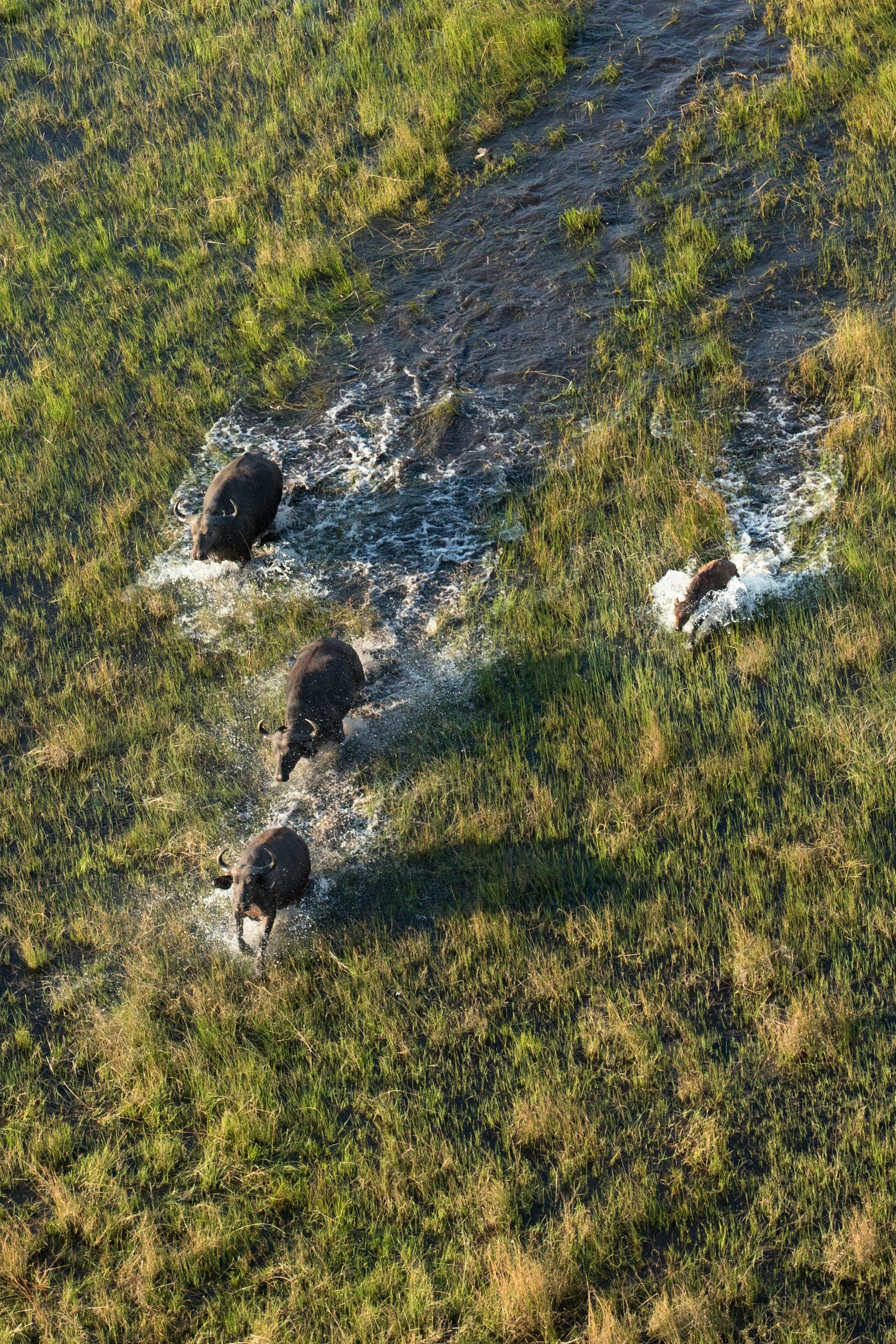 Aerial view: several dark animals grazing in green grass, near a white, powdery substance.