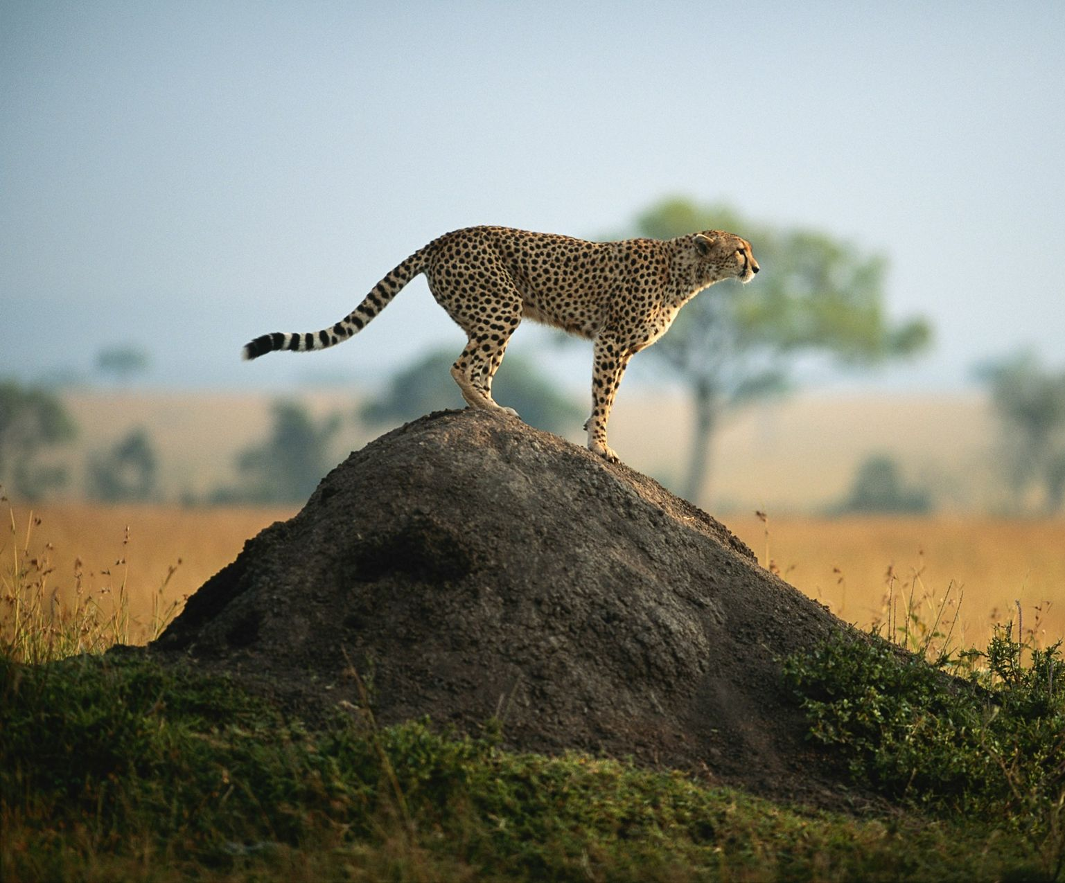 Cheetah standing on a mound surveying the savanna.